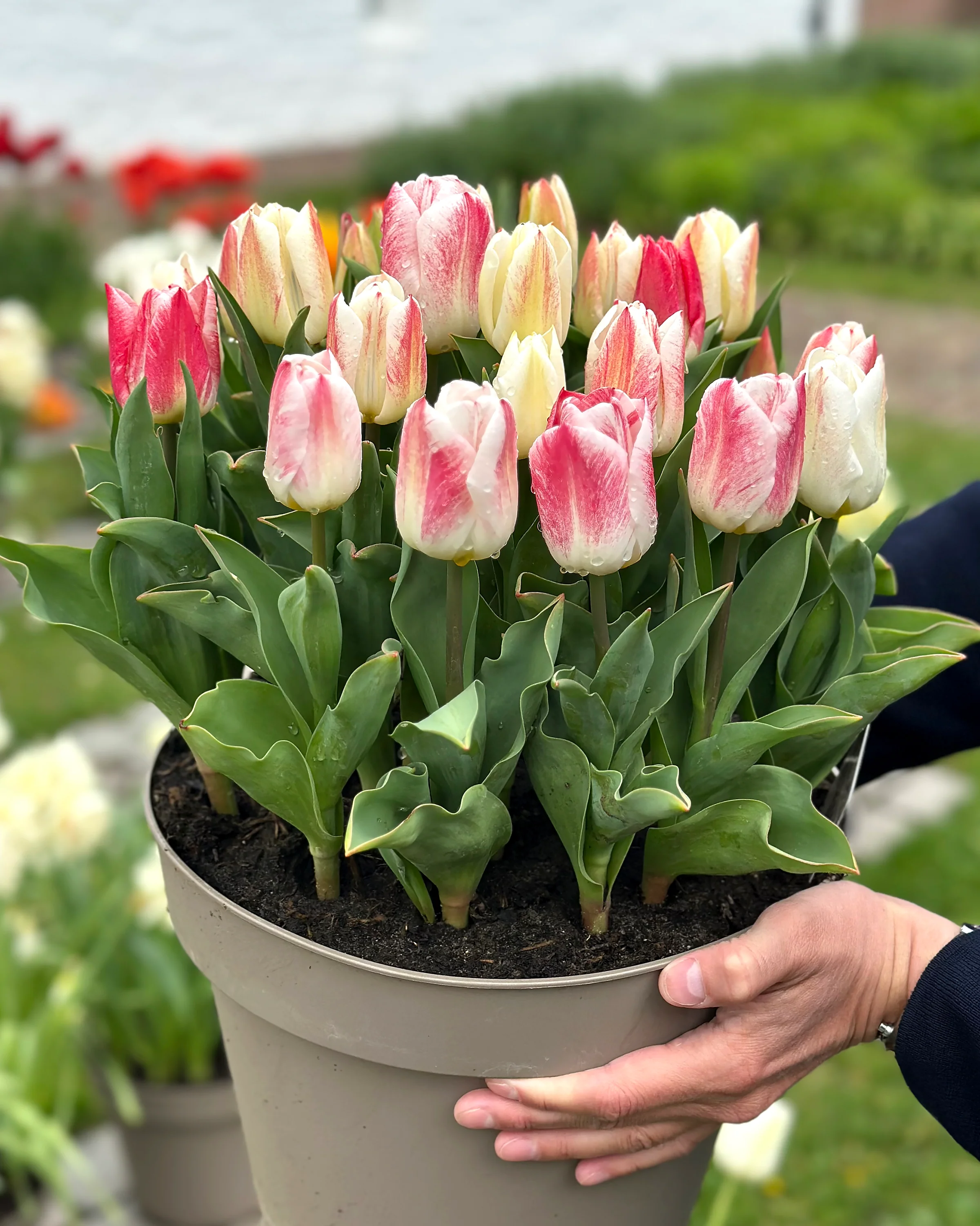 Tulip 'Calgary Sensation' - Image 2