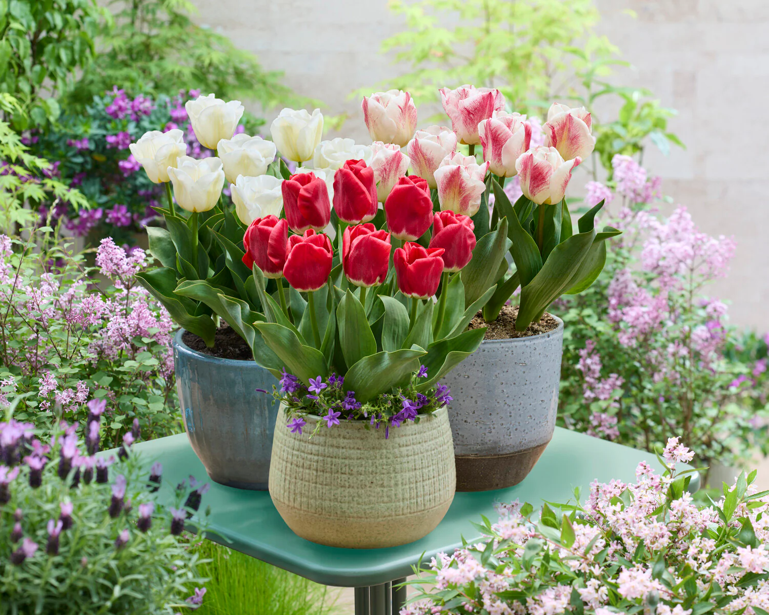 Tulip 'Calgary Sensation' - Image 8