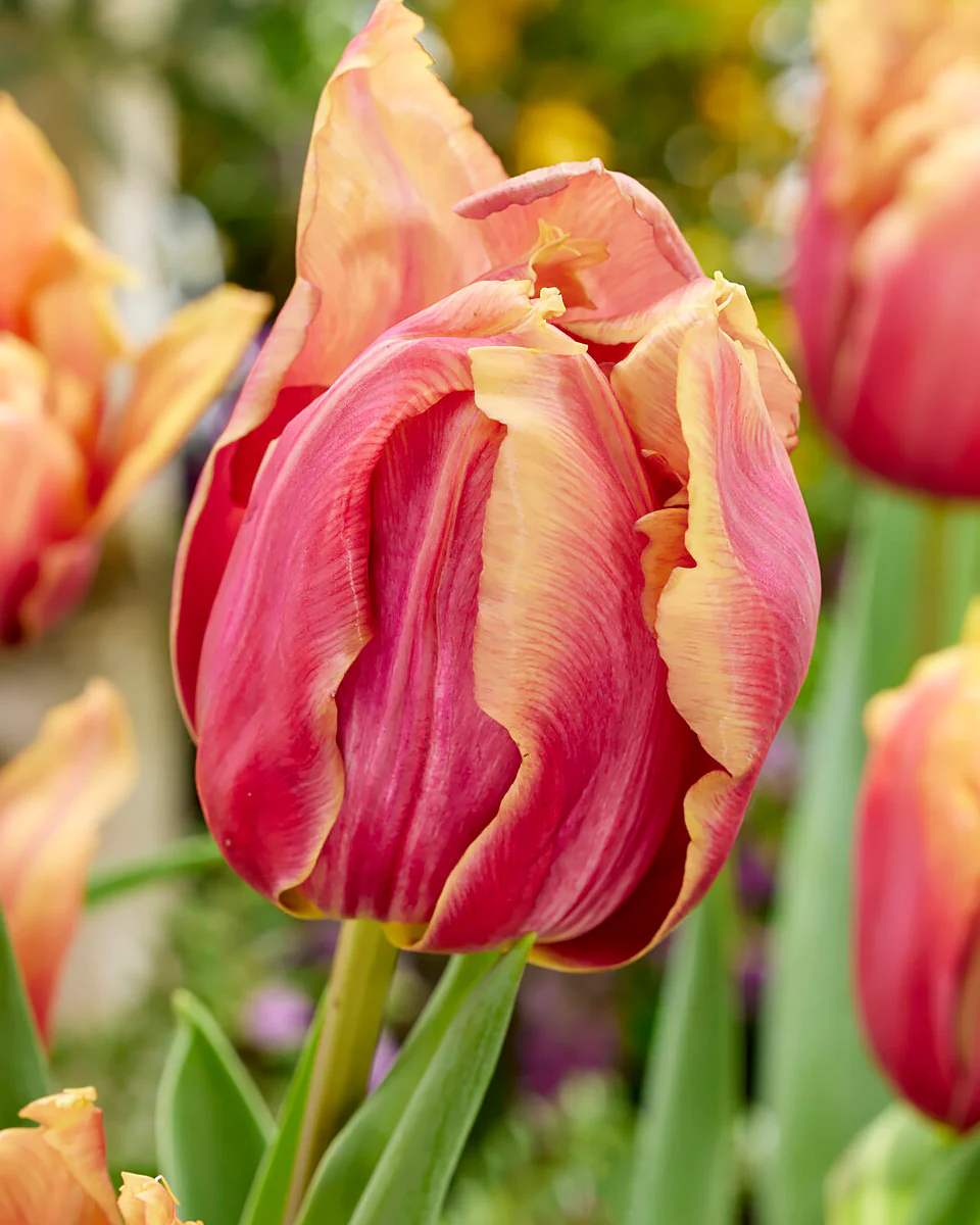 Tulip 'Callahan' - Image 2
