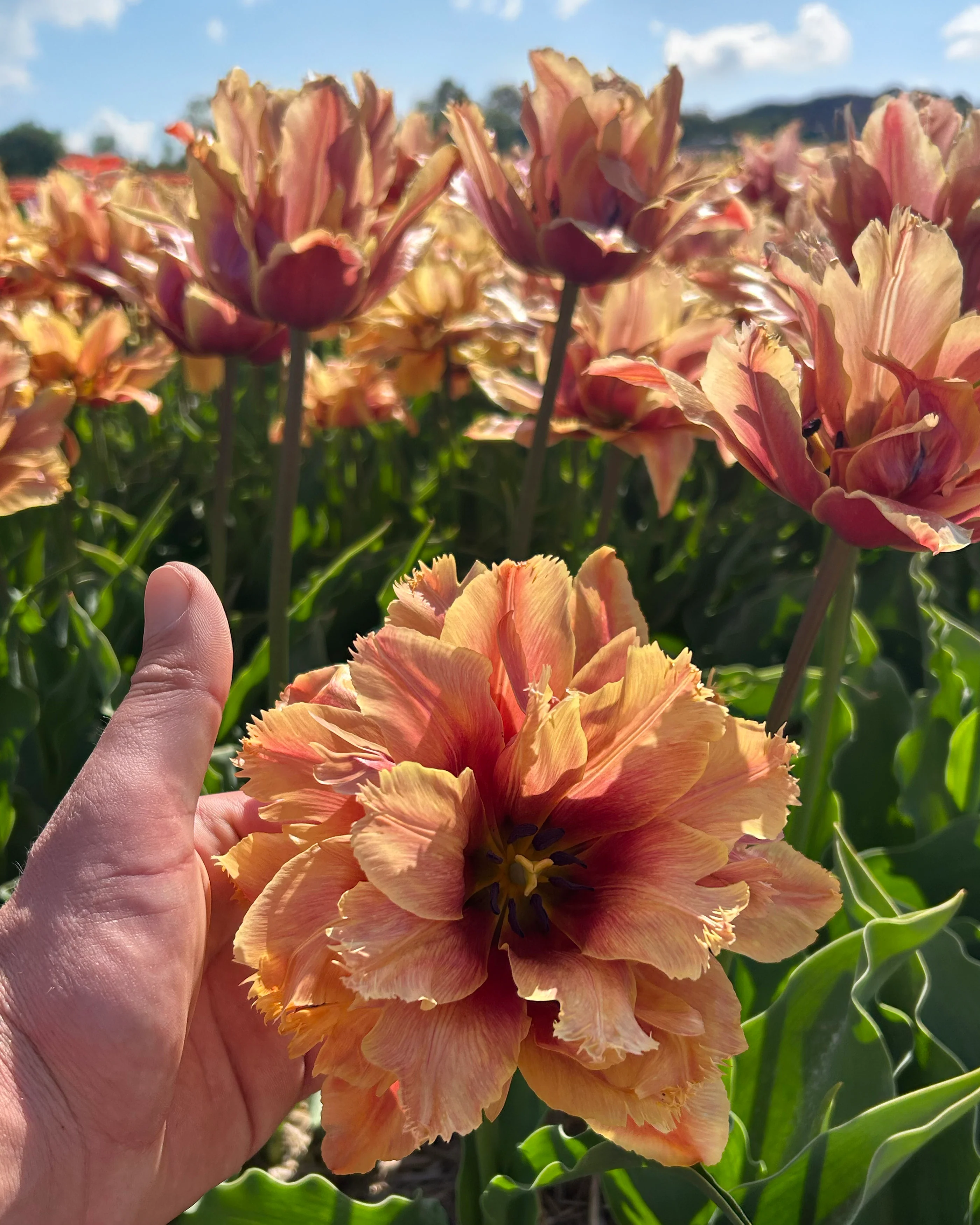 Tulip 'Callahan' - Image 3
