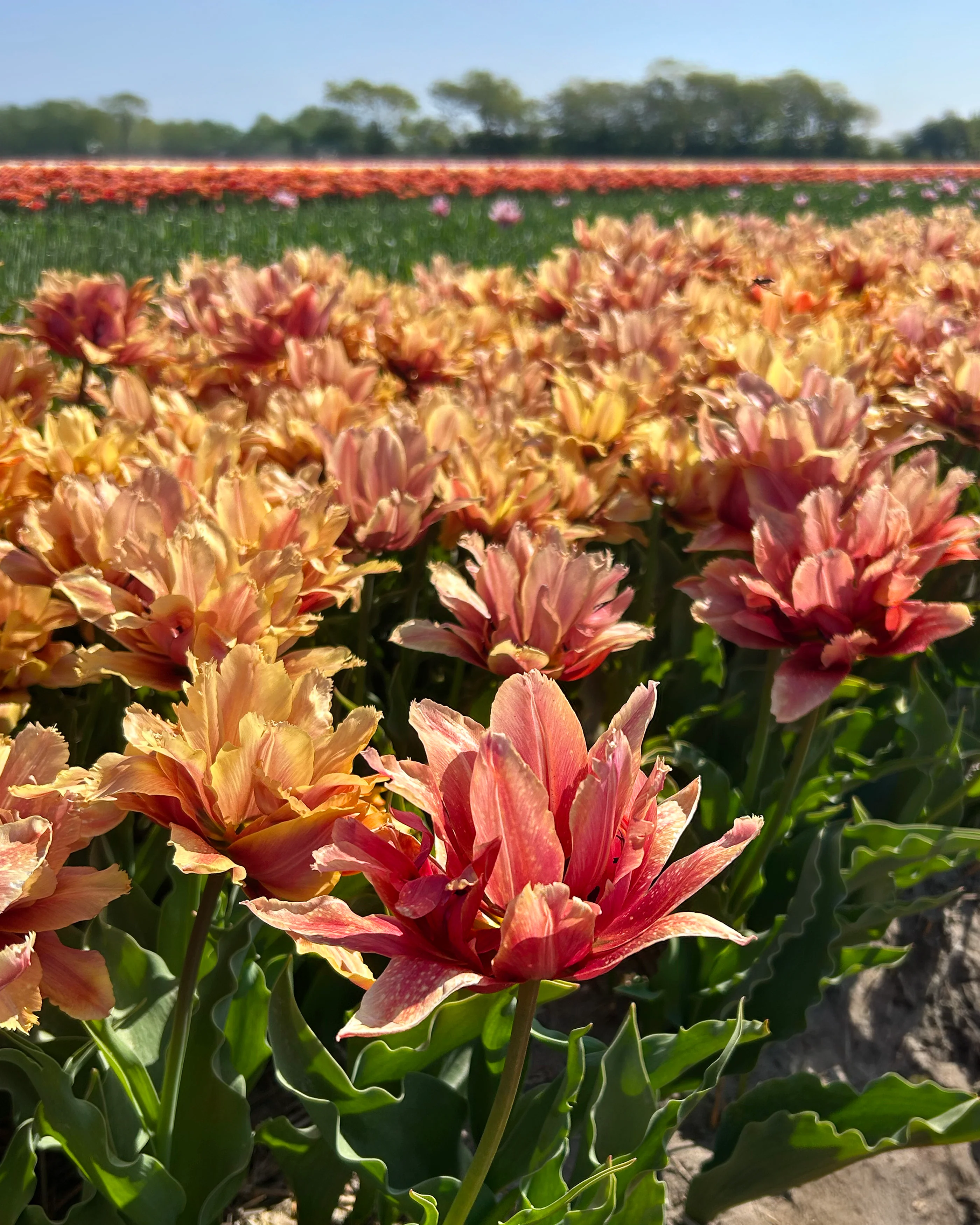 Tulip 'Callahan' - Image 7