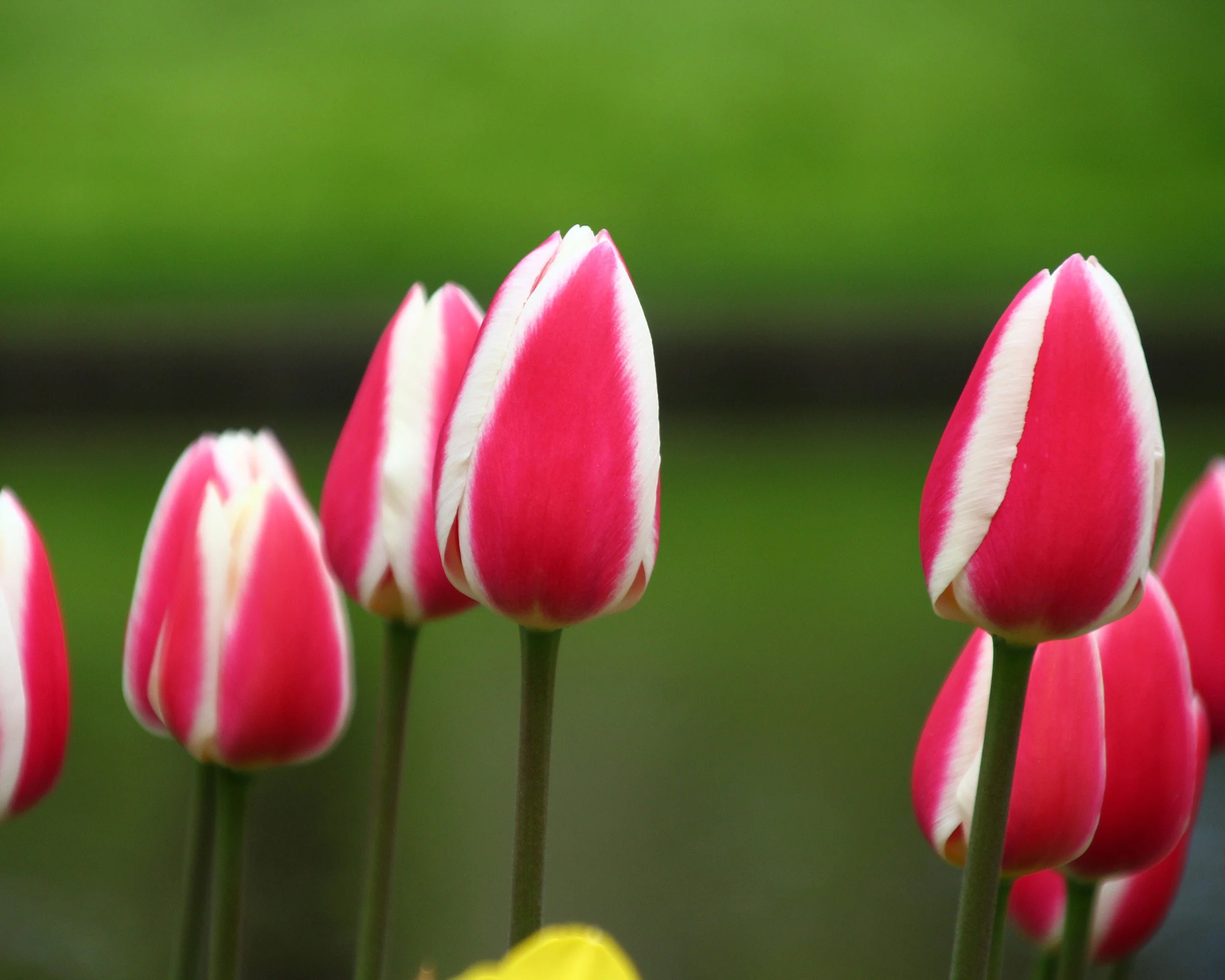 Tulip 'Candy Apple Delight' - Image 4