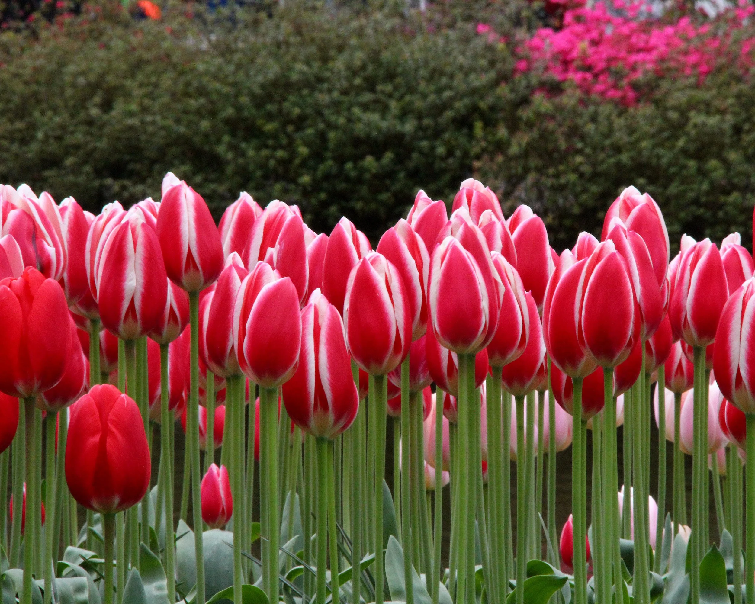 Tulip 'Candy Apple Delight' - Image 5