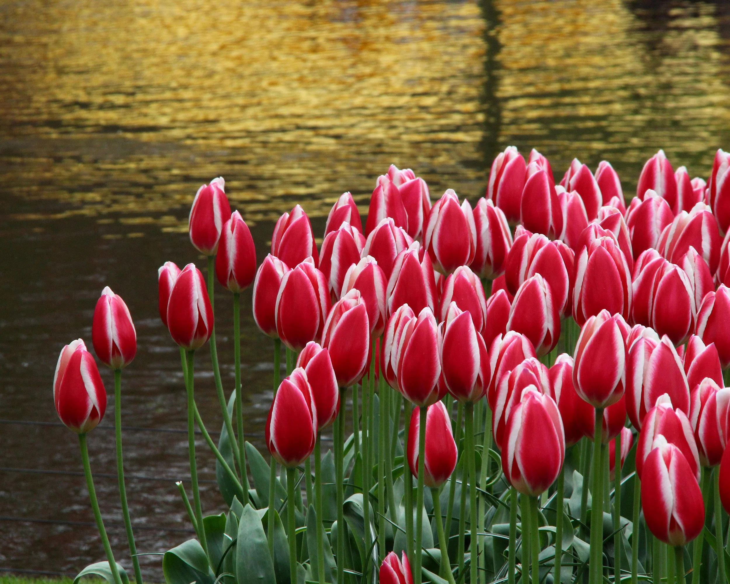 Tulip 'Candy Apple Delight' - Image 6