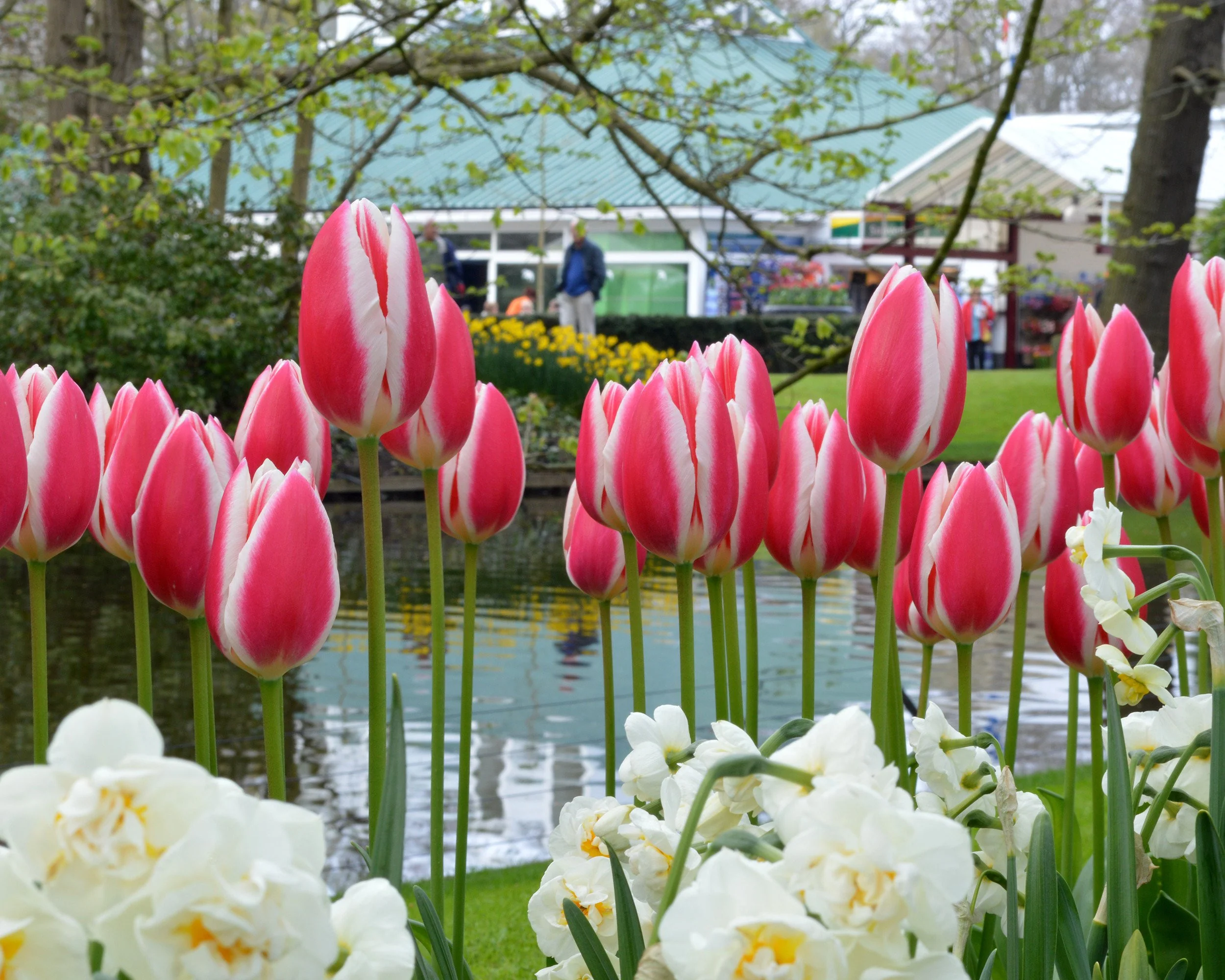 Tulip 'Candy Apple Delight' - Image 7