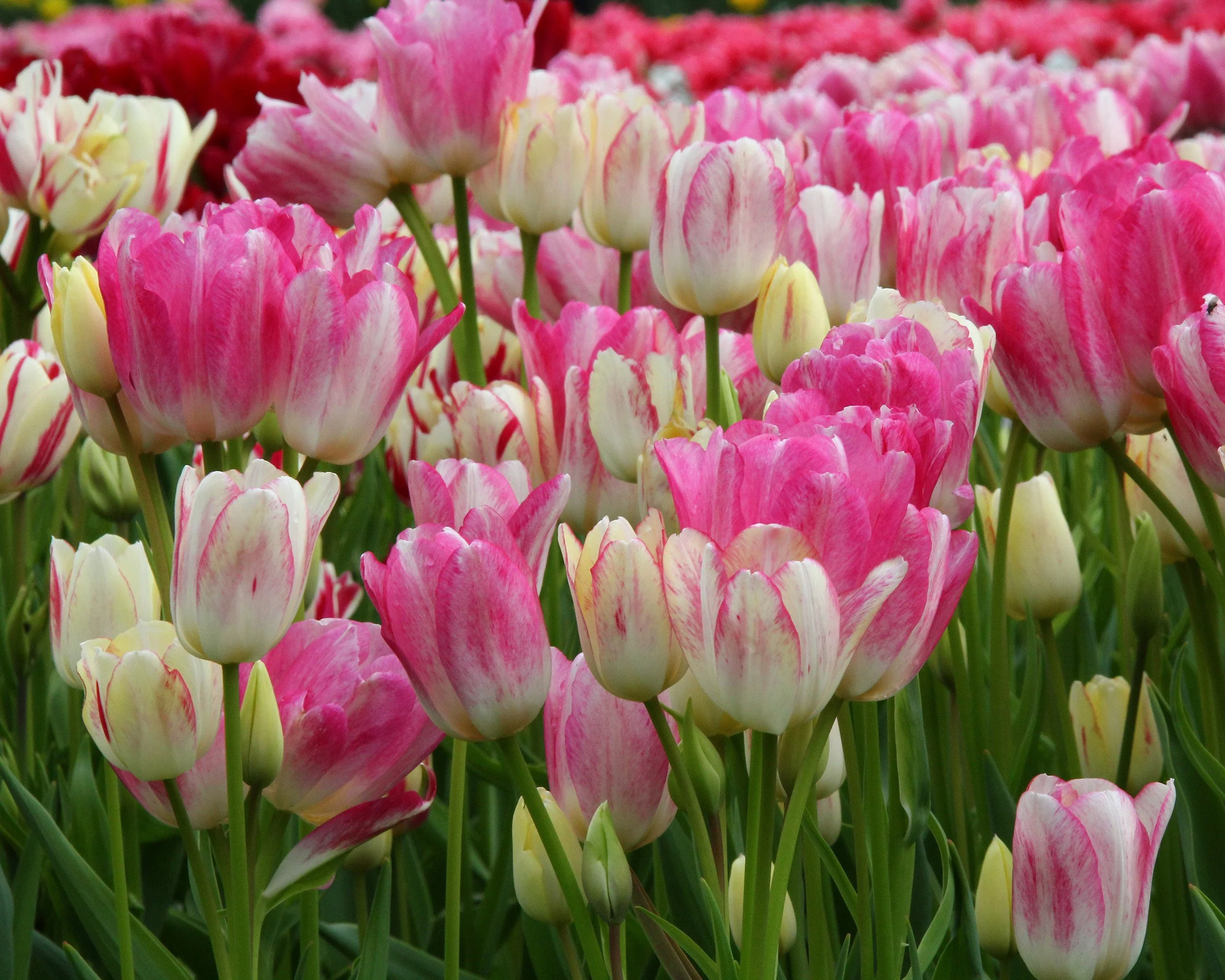Tulip 'Candy Club' - Image 5