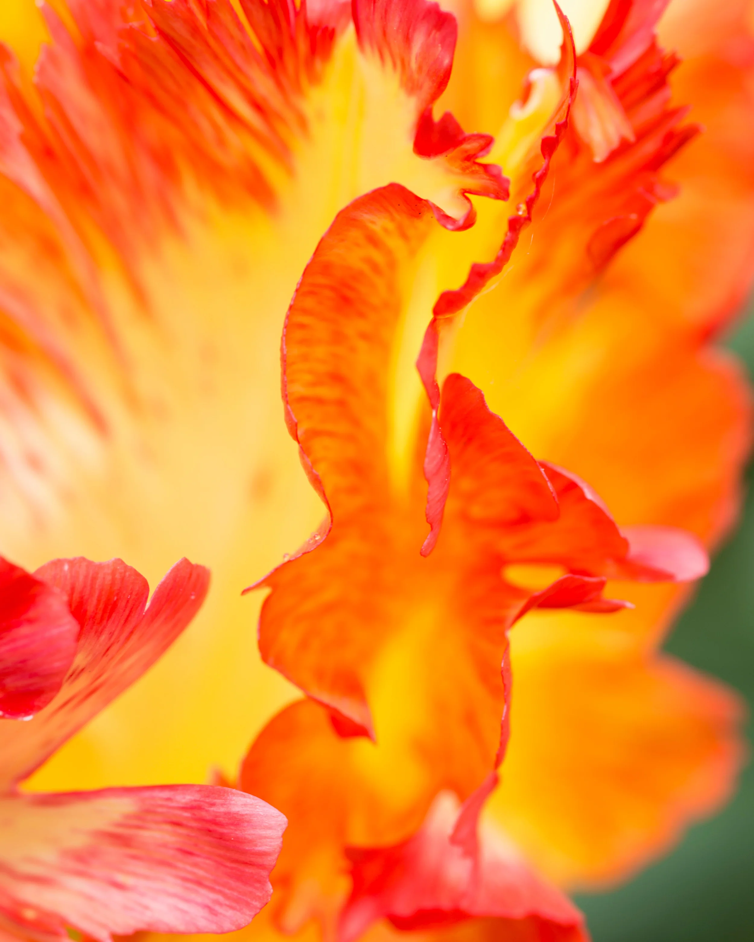 Tulip 'Caribbean Parrot' - Image 3