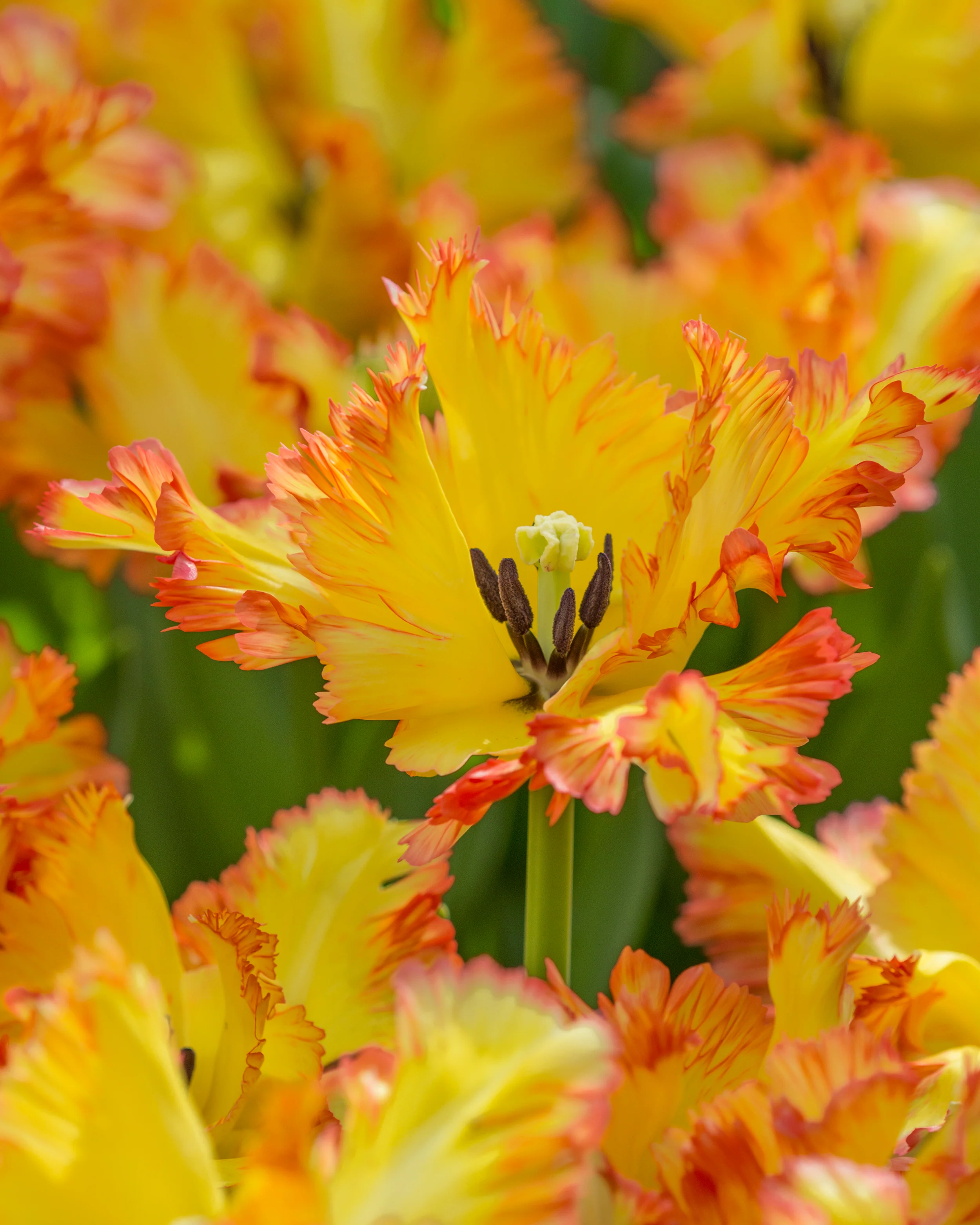 Tulip 'Caribbean Parrot' - Image 6