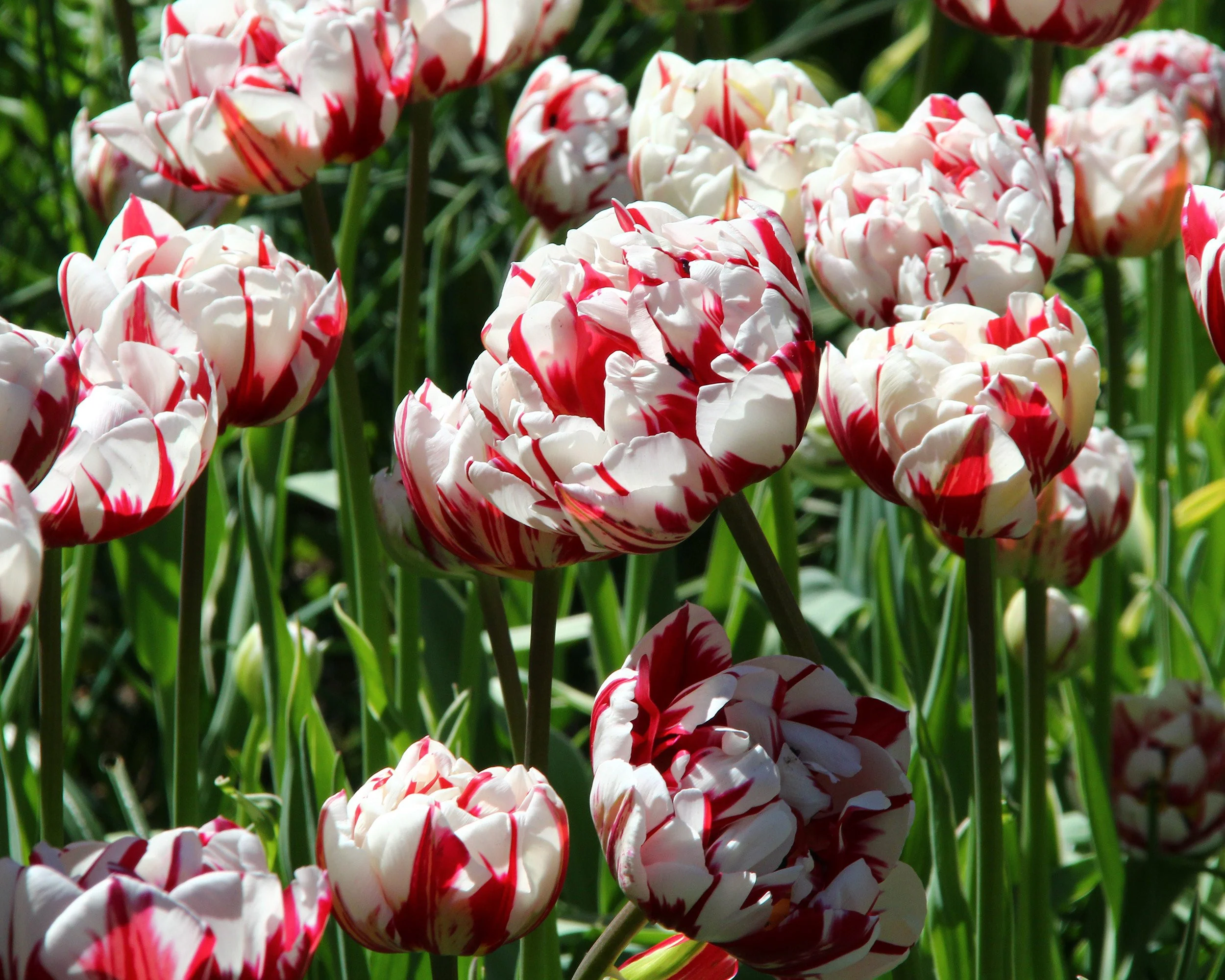 Tulip 'Carnaval de Nice' - Image 4