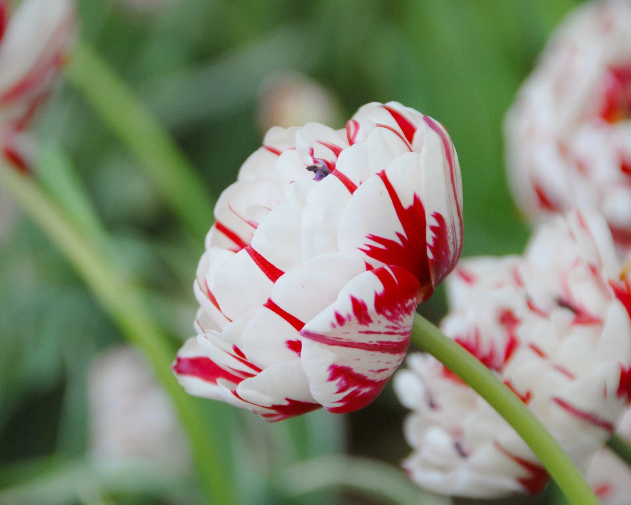 Tulip 'Carnaval de Nice' - Image 6