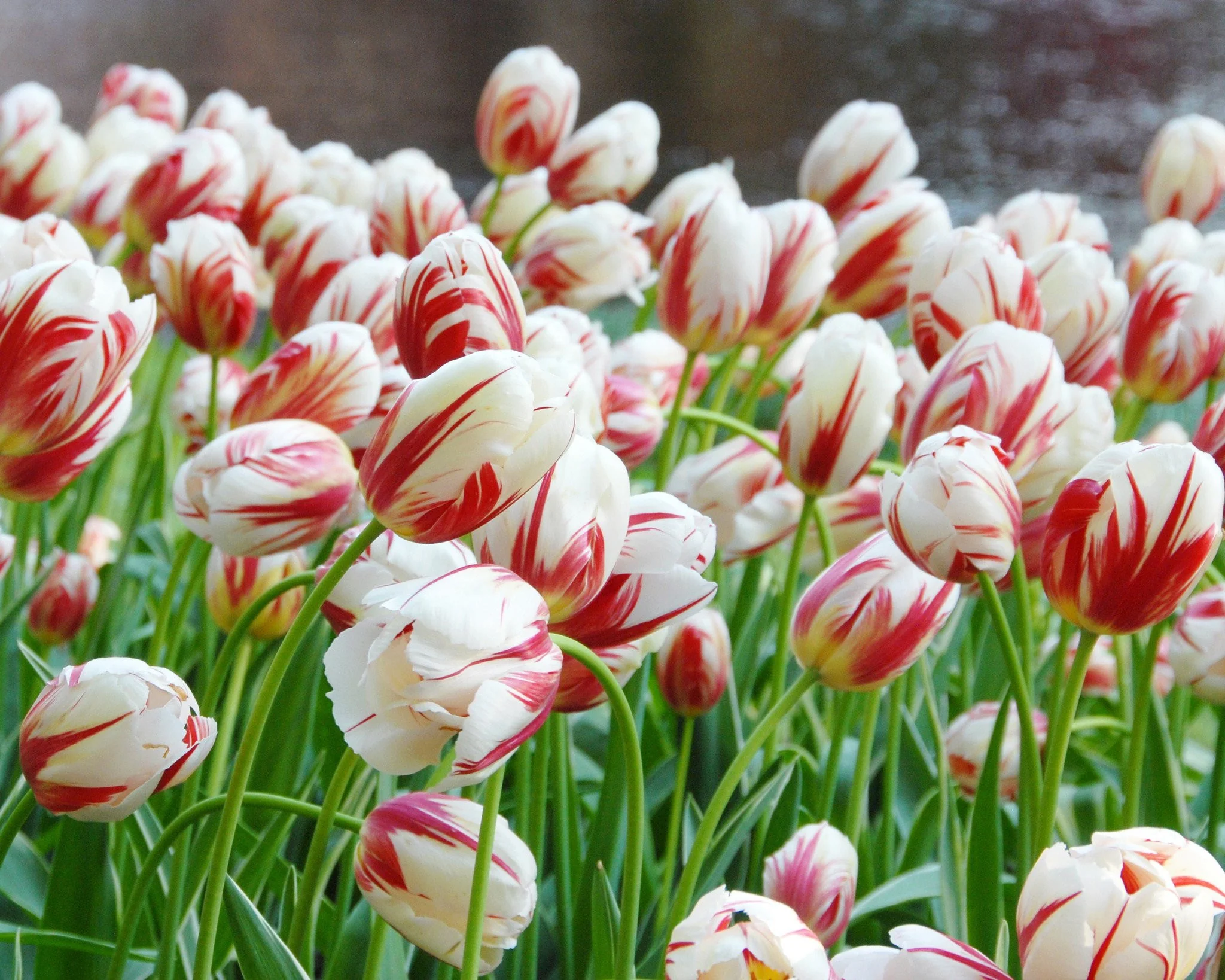 Tulip 'Carnaval de Rio' - Image 2
