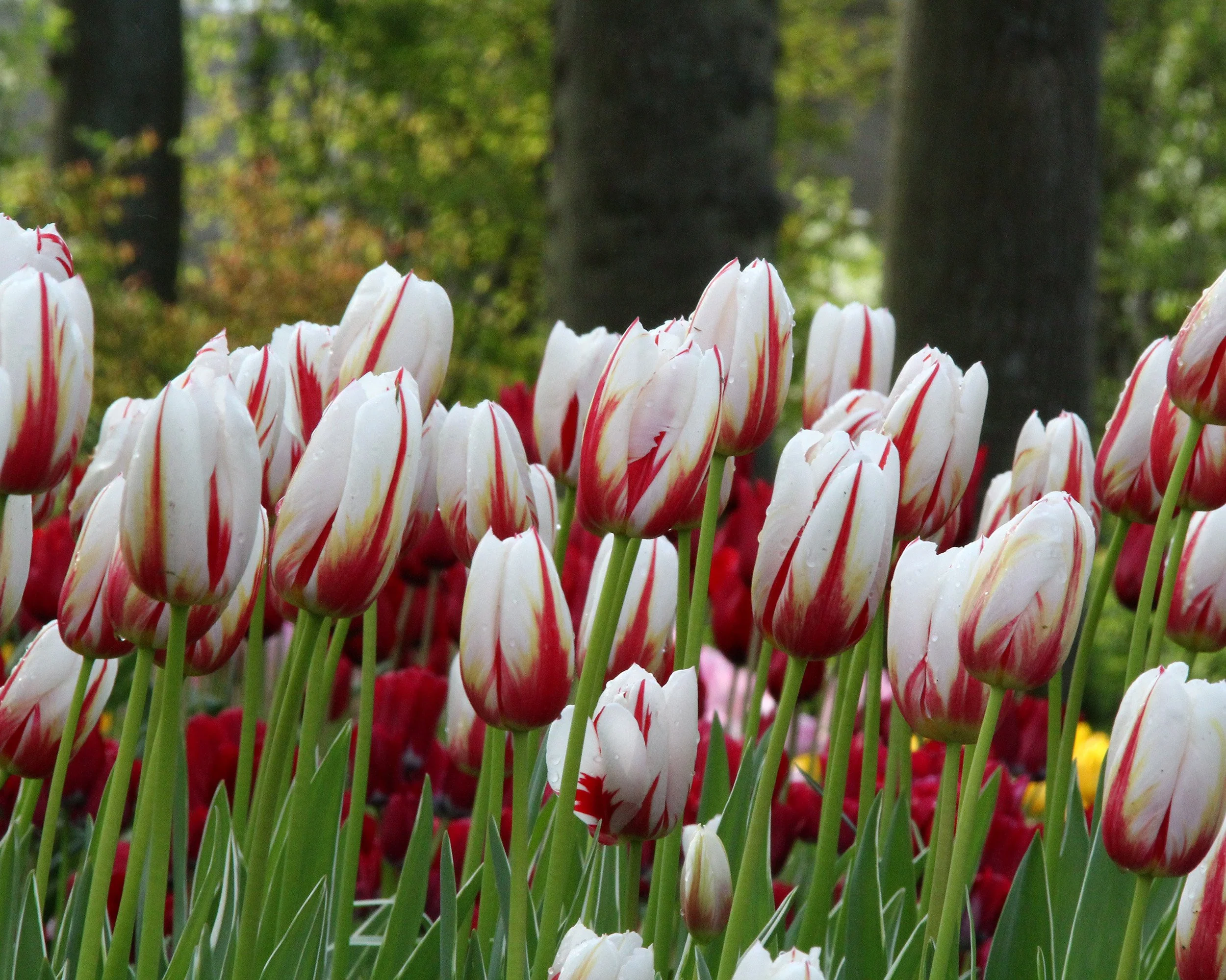 Tulip 'Carnaval de Rio' - Image 3