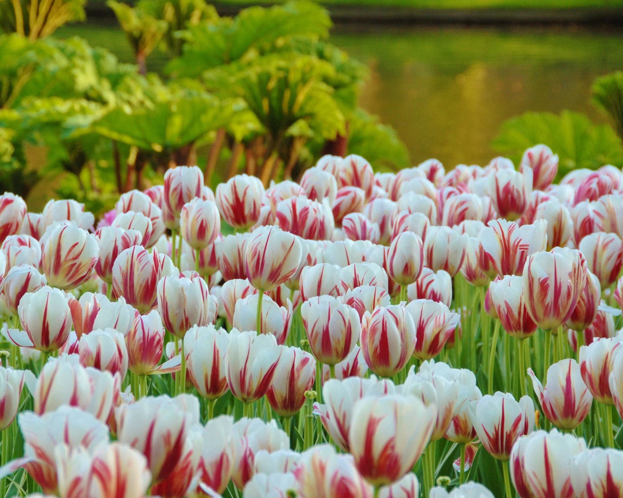 Tulip 'Carnaval de Rio' - Image 4