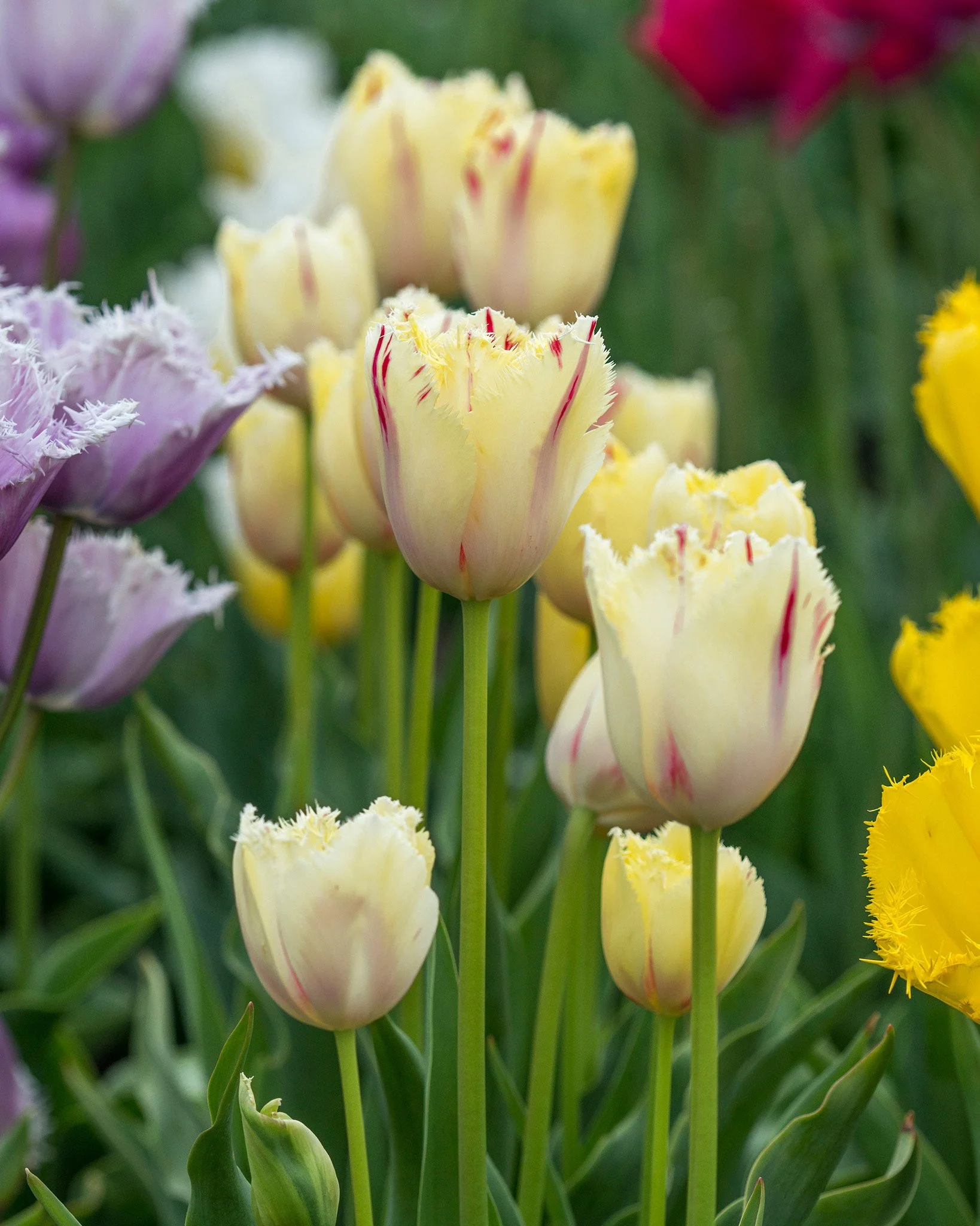 Tulip 'Carrousel' - Image 2