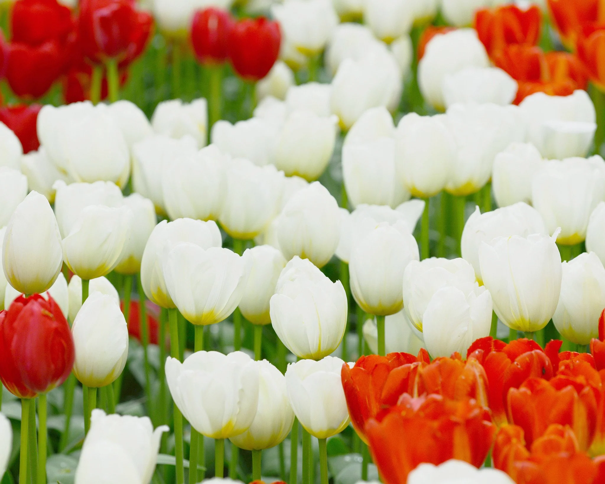Tulip 'Catherina' - Image 4