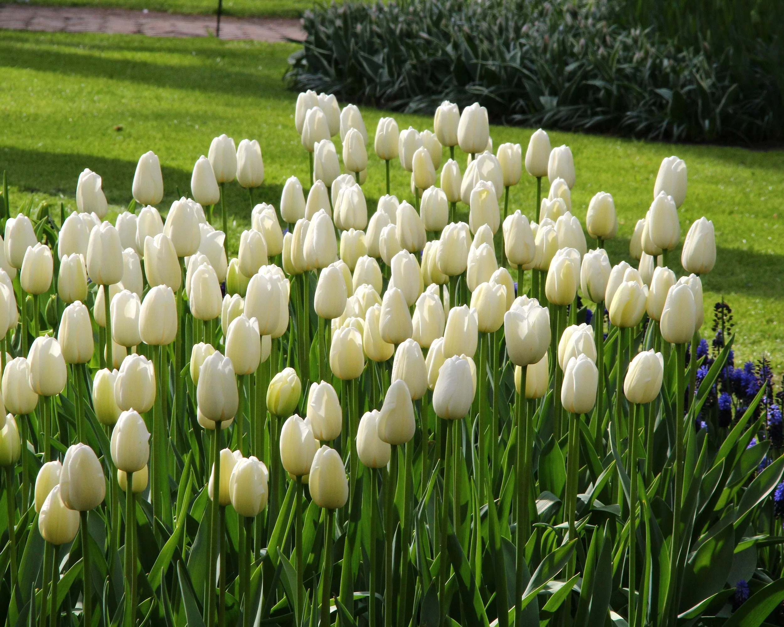Tulip 'Catherina' - Image 5
