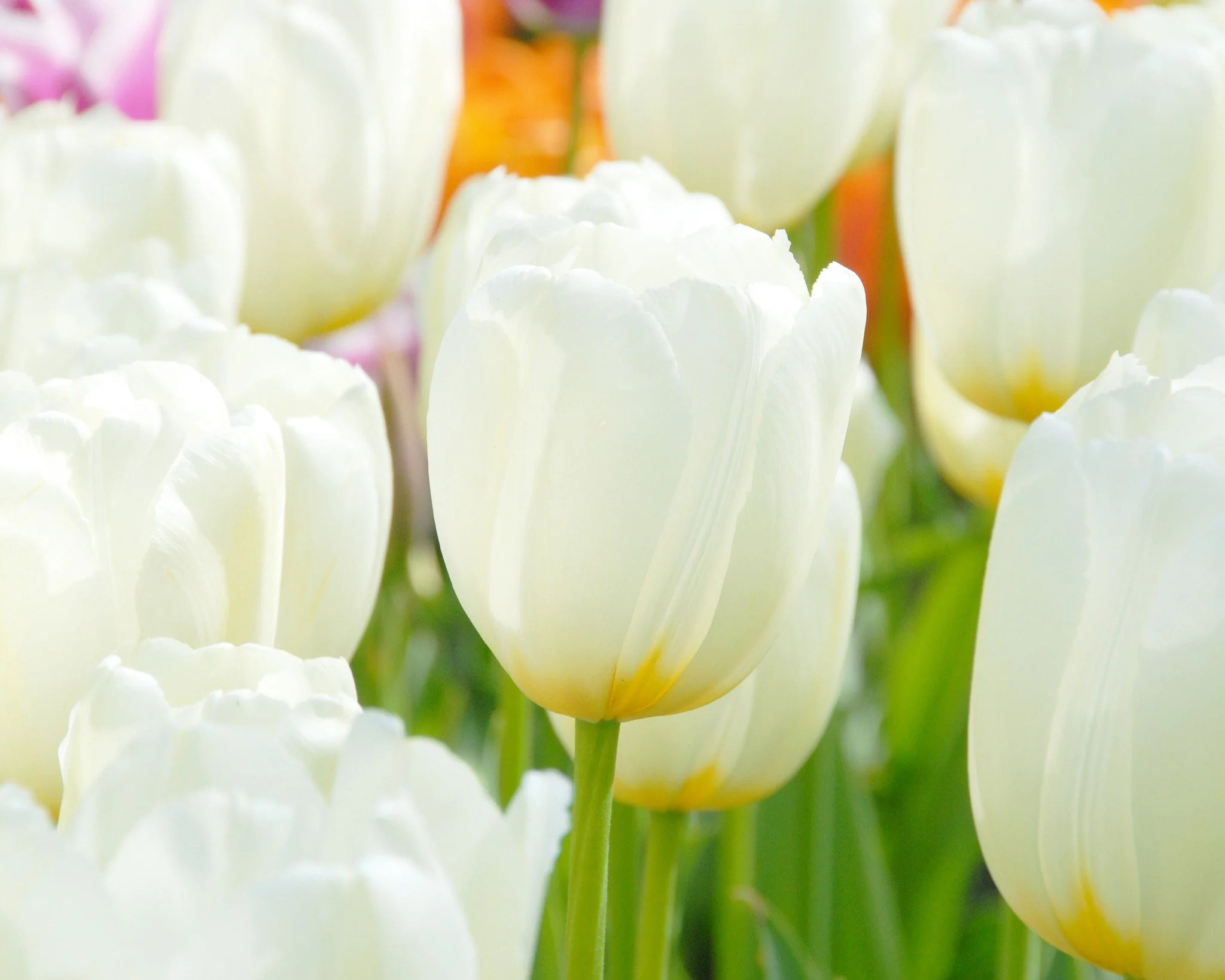 Tulip 'Catherina' - Image 6