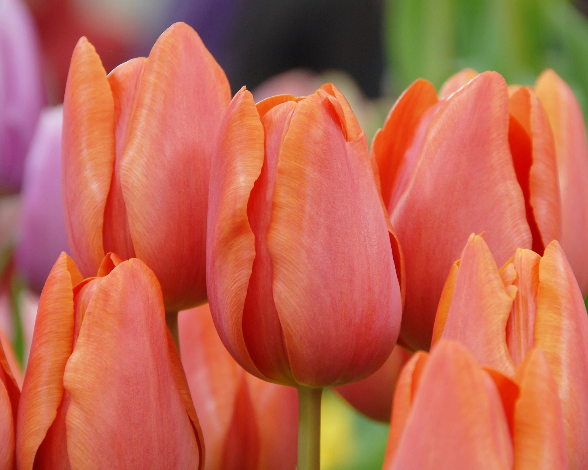 Tulip 'Charade' - Image 2