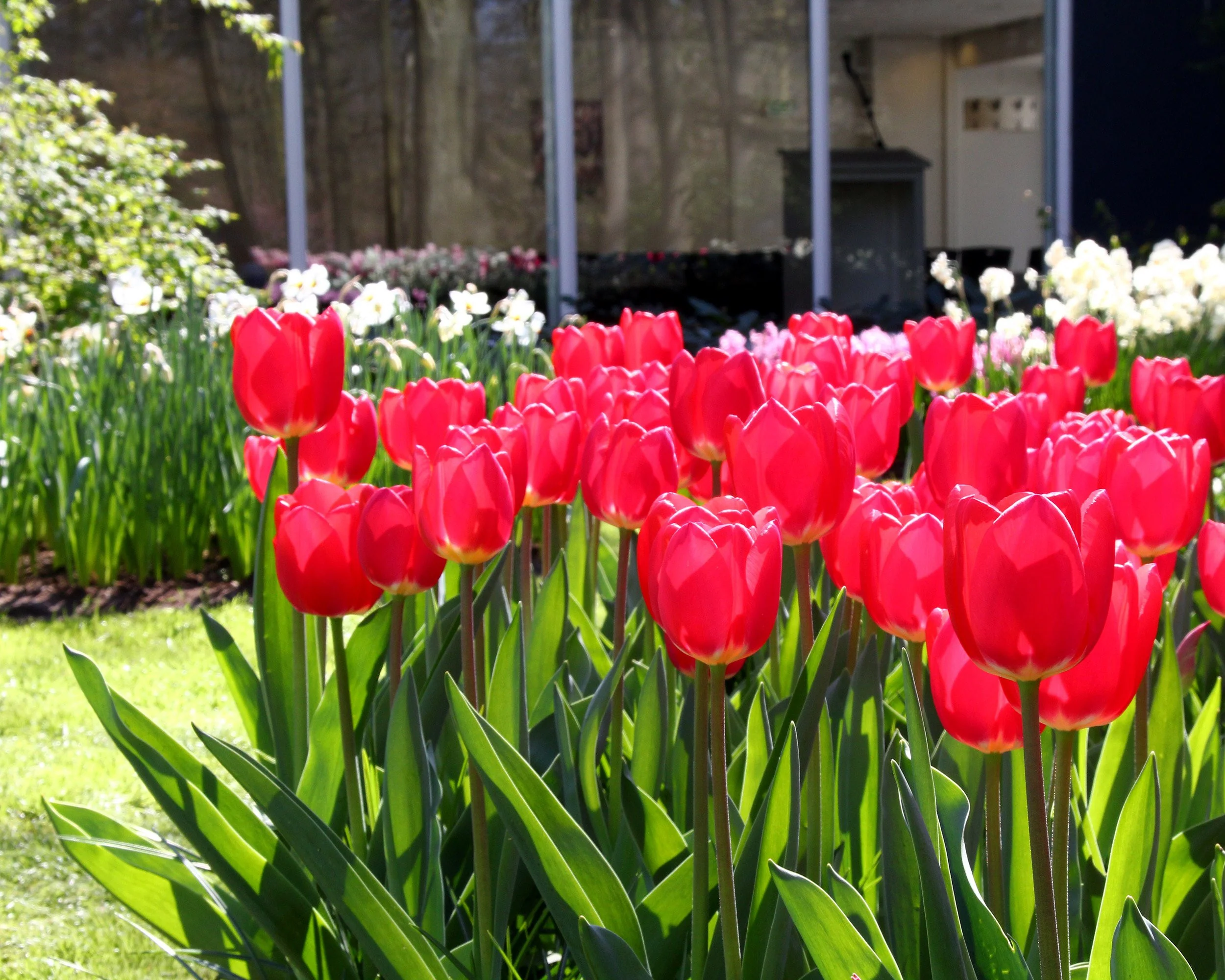 Tulip 'Cherry Delight' - Image 3