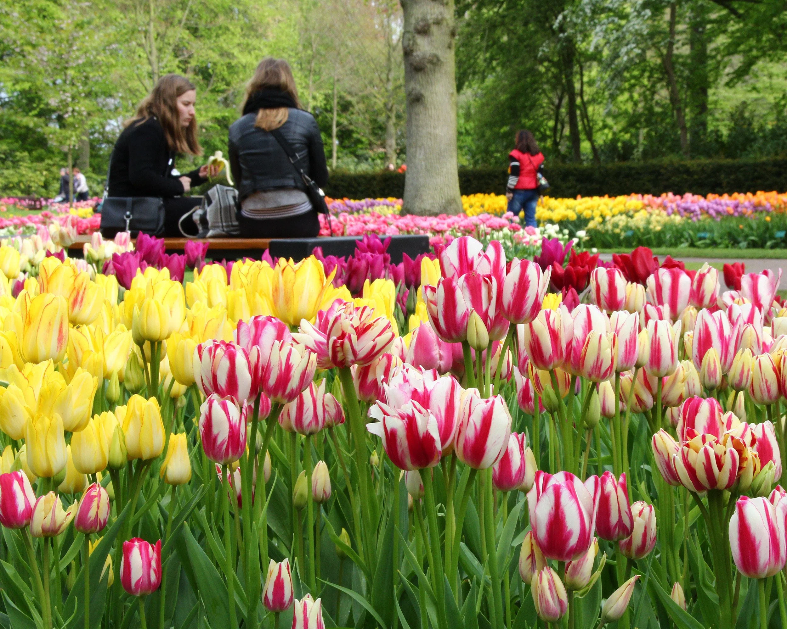 Tulip collection 'Club Mix' - Image 4