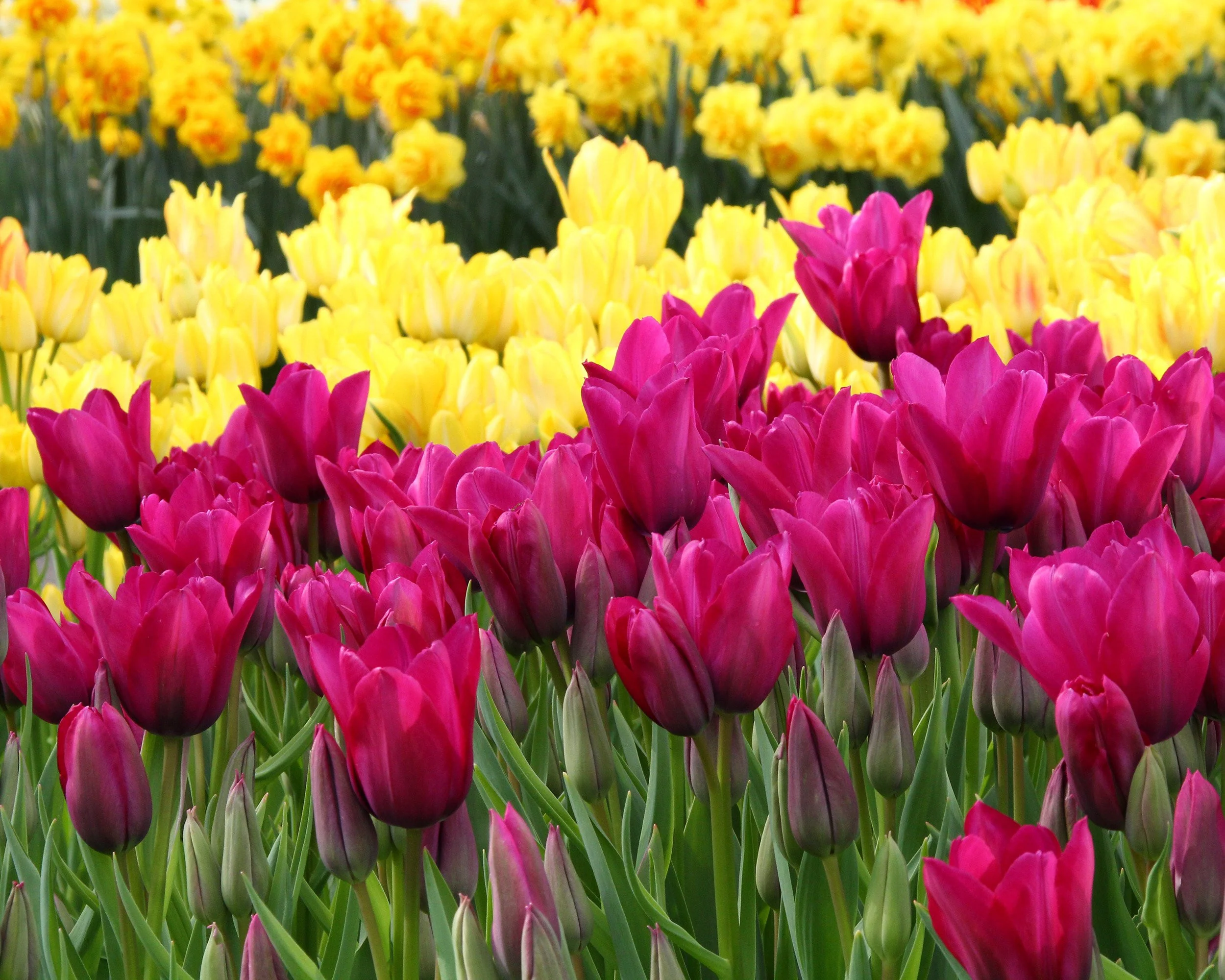 Tulip collection 'Club Mix' - Image 5