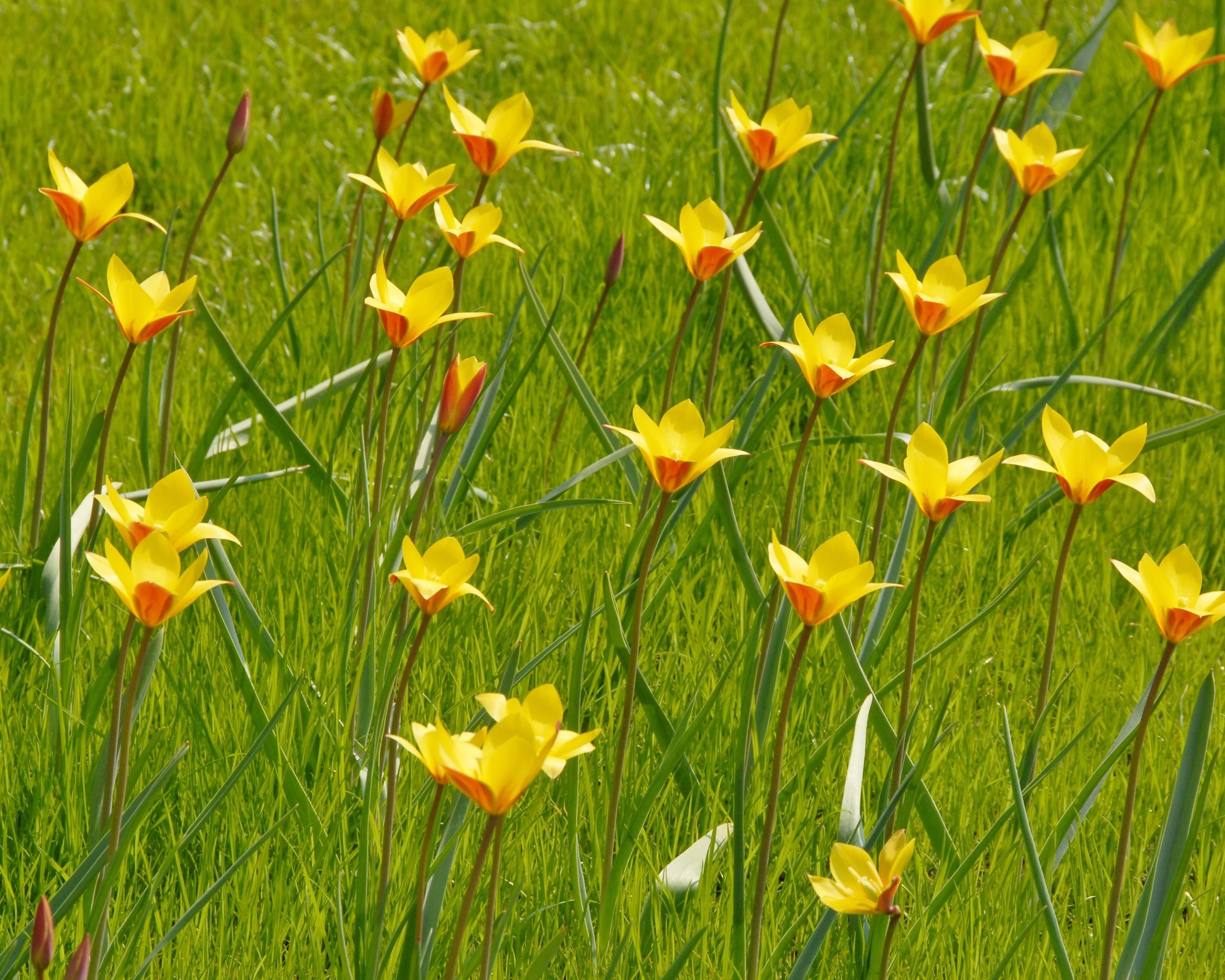 Tulip clusiana var. chrysantha - Image 4