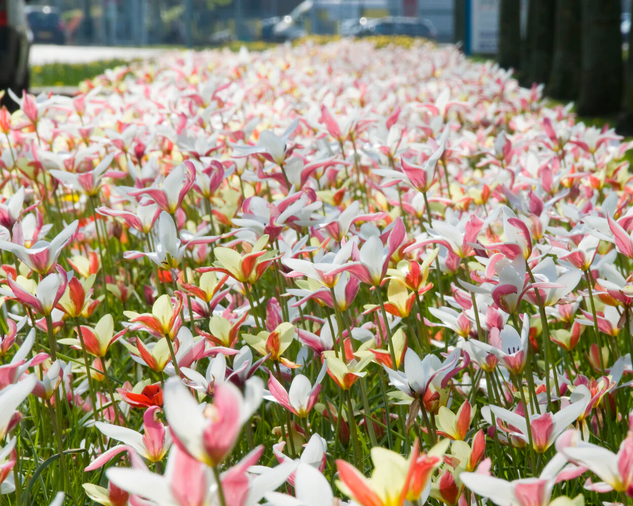 Tulip clusiana 'Super Mix' - Image 5