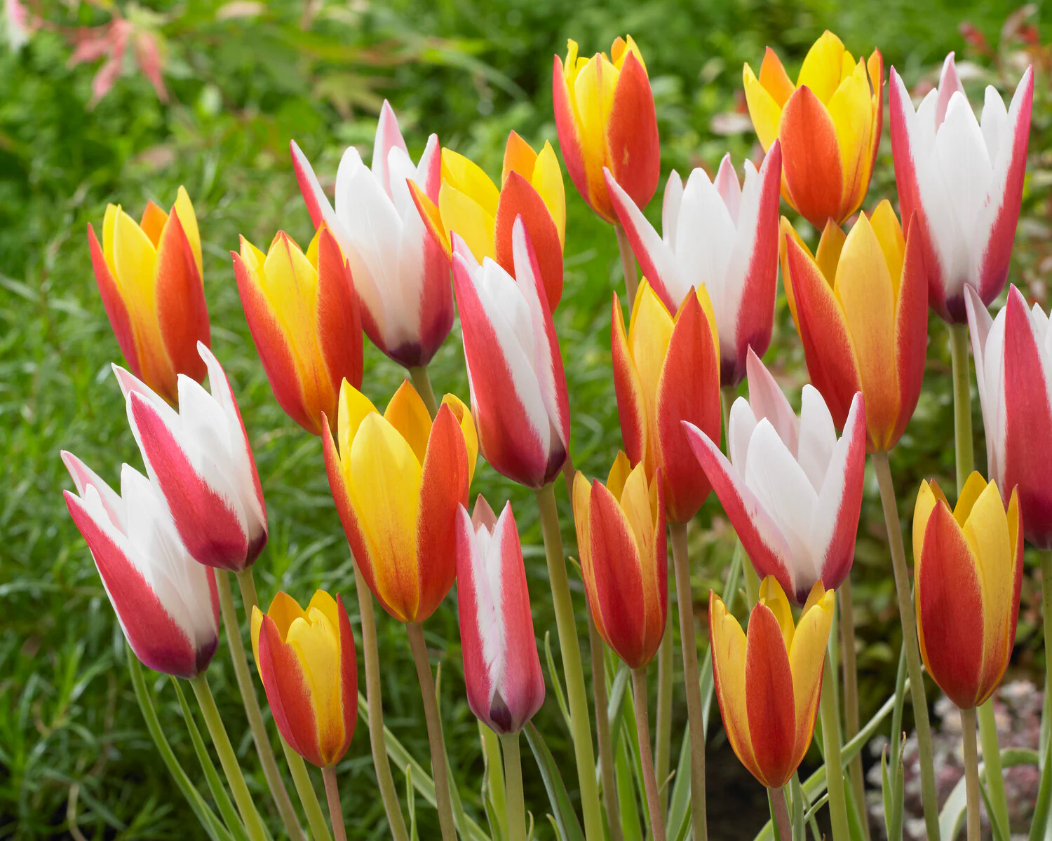 Tulip clusiana 'Super Mix' - Image 6