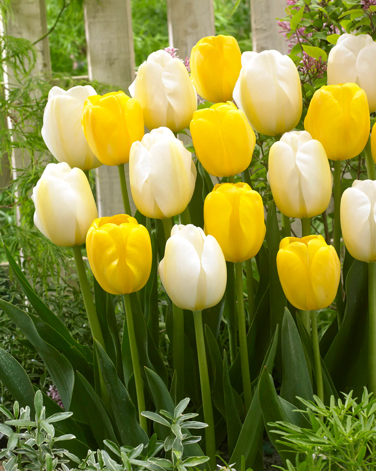 Tulip collection 'Best Wishes' - Image 2