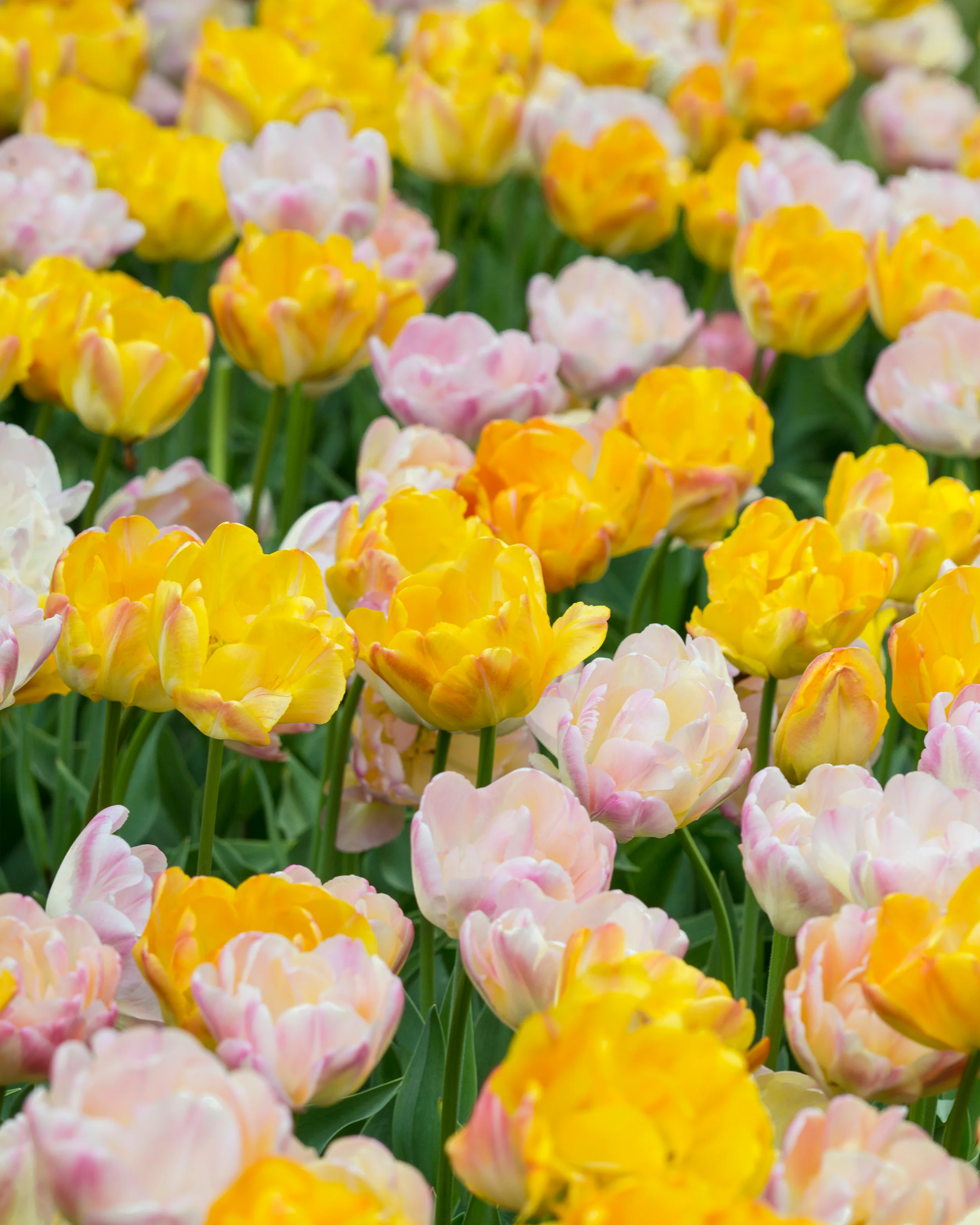 Tulip collection 'Blooming Bonfire' - Image 2