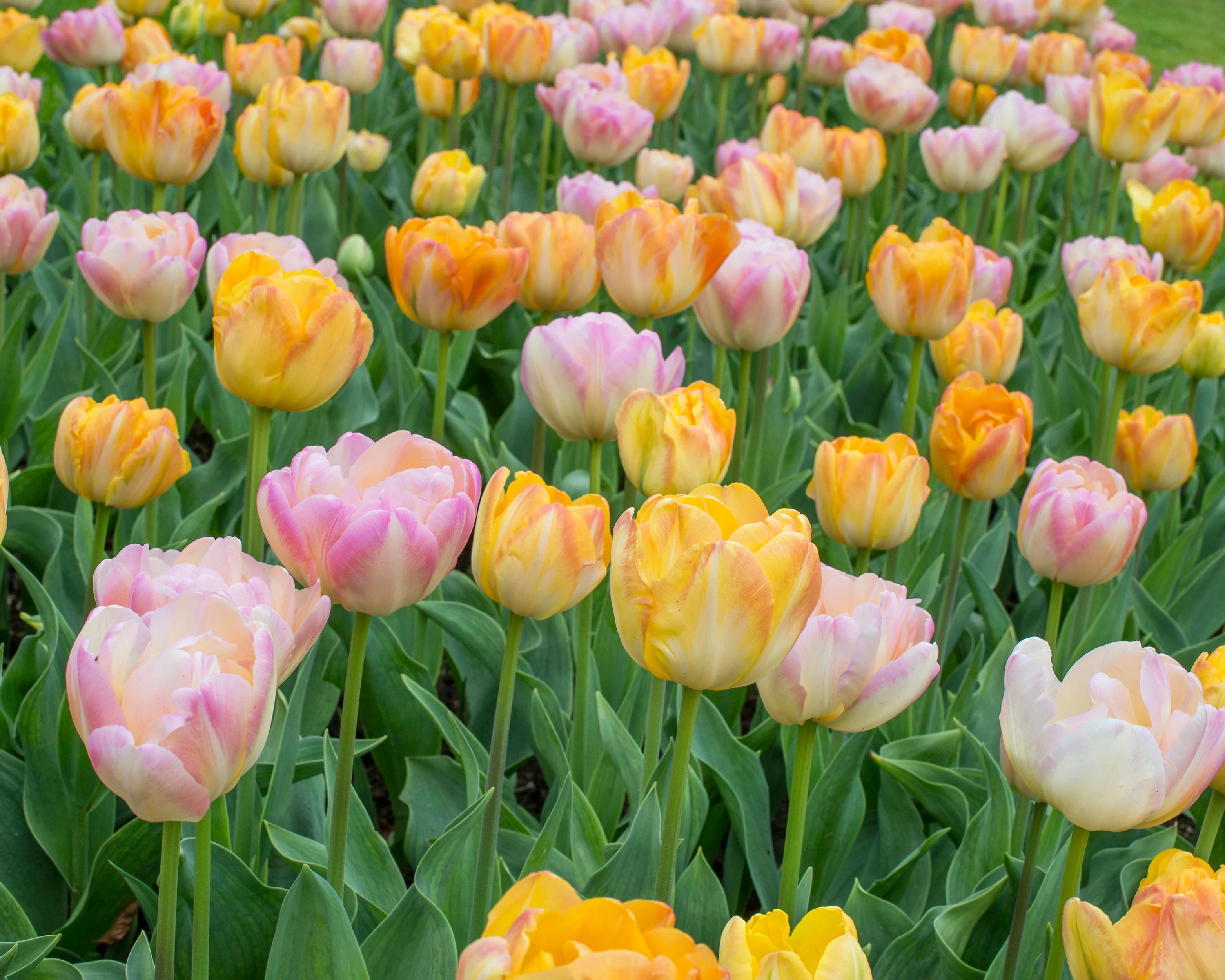 Tulip collection 'Blooming Bonfire' - Image 4