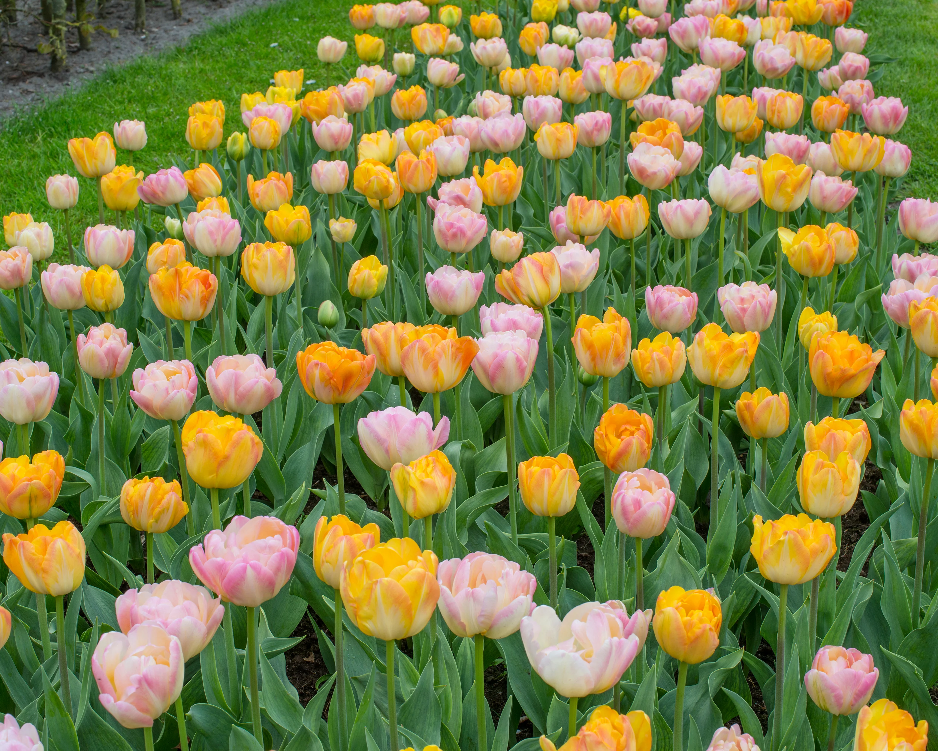 Tulip collection 'Blooming Bonfire' - Image 5