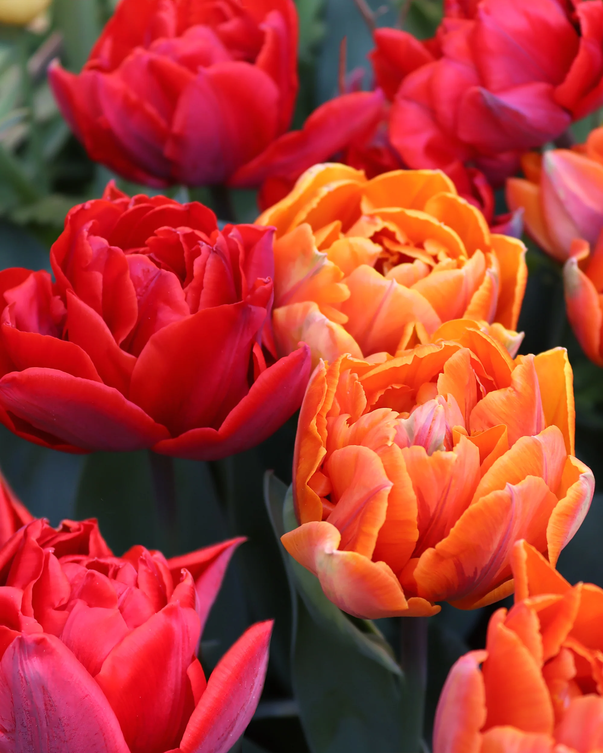 Tulip collection 'Double Royale' - Image 2