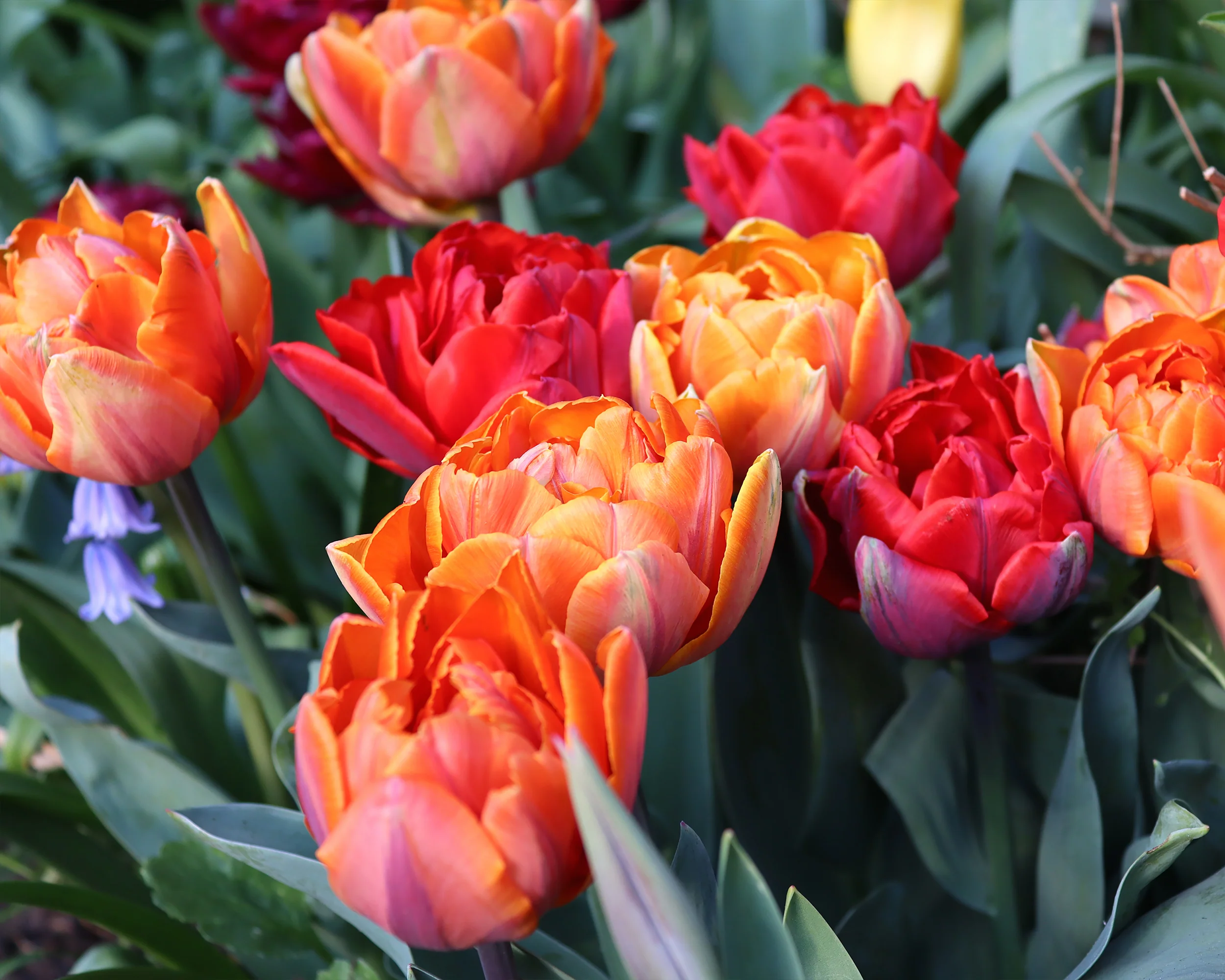 Tulip collection 'Double Royale' - Image 3