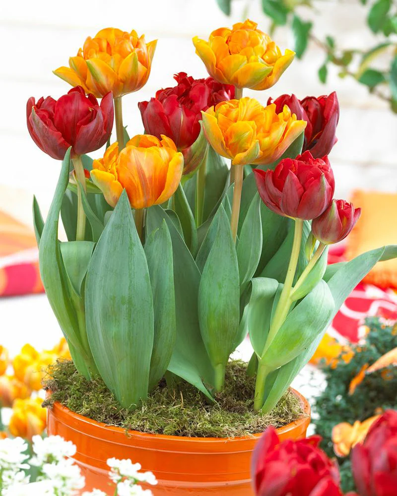 Tulip collection 'Double Royale' - Image 6