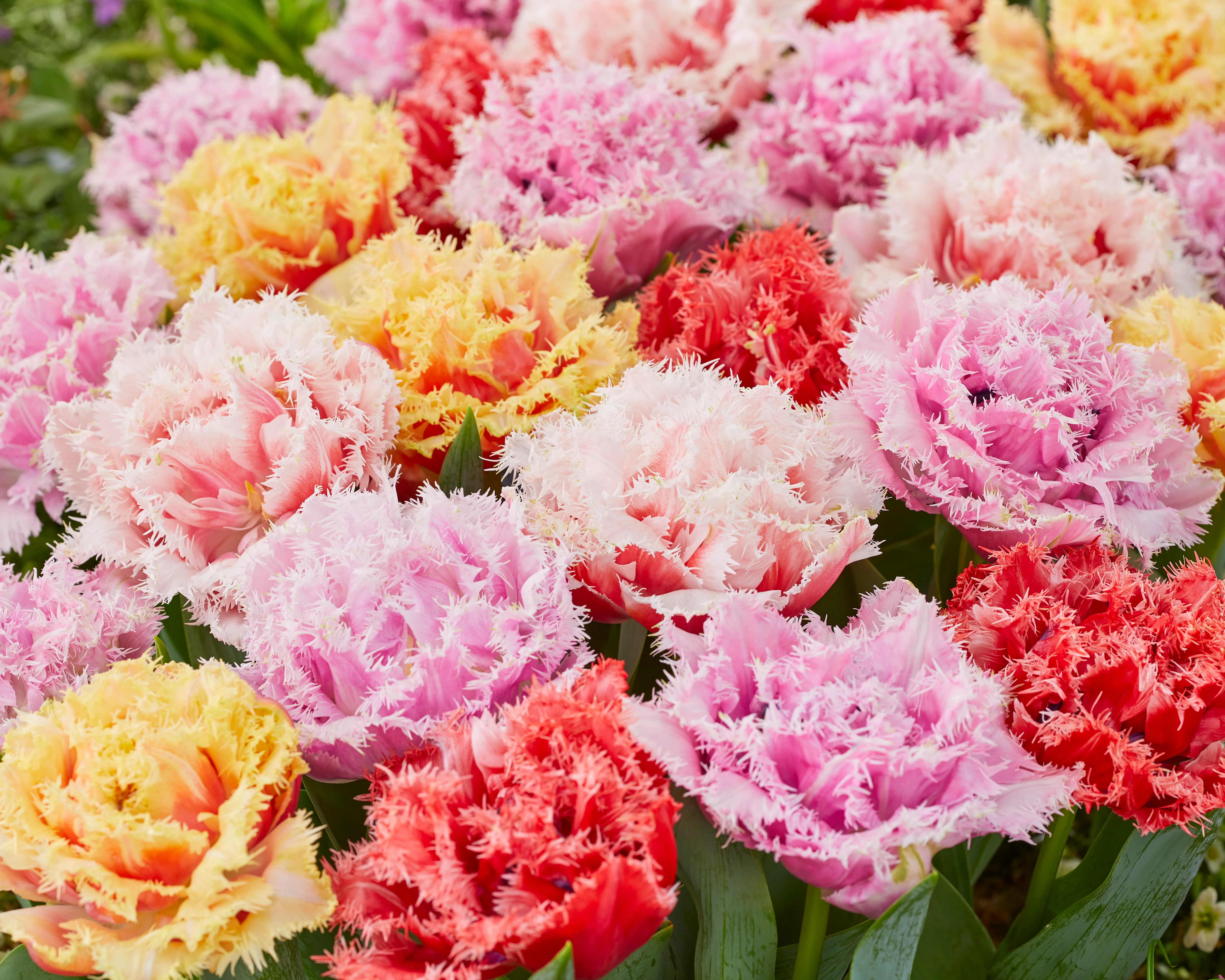 Tulip collection 'Down Under' - Image 3