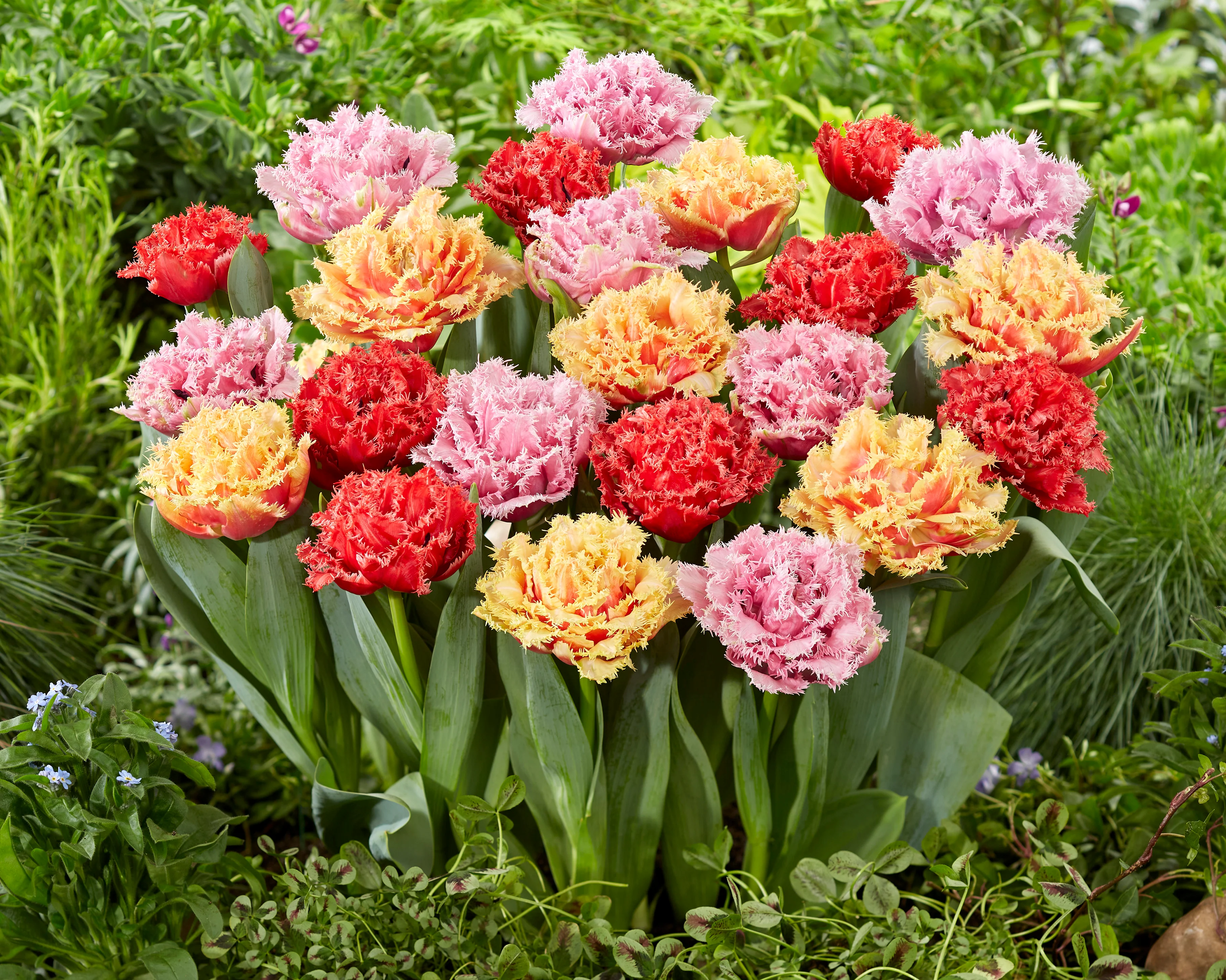 Tulip collection 'Down Under' - Image 5