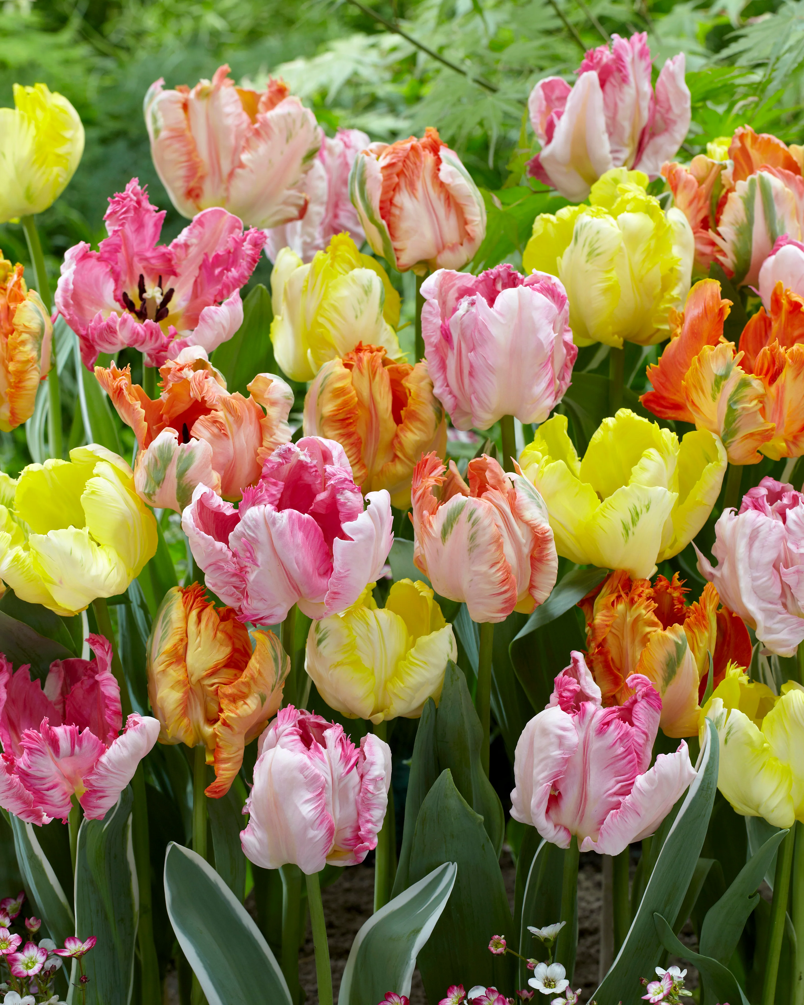 Tulip collection 'Pastel Parrots' - Image 2