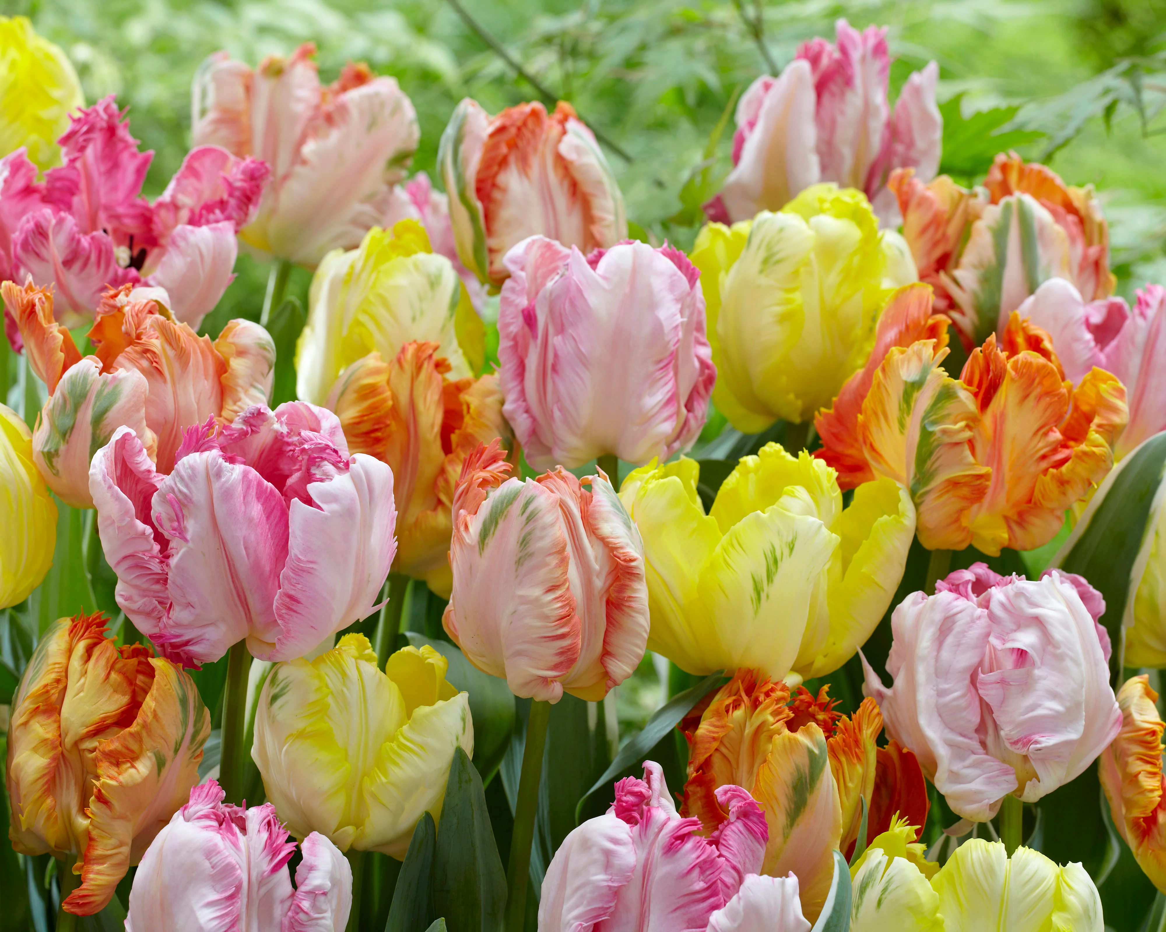 Tulip collection 'Pastel Parrots' - Image 5