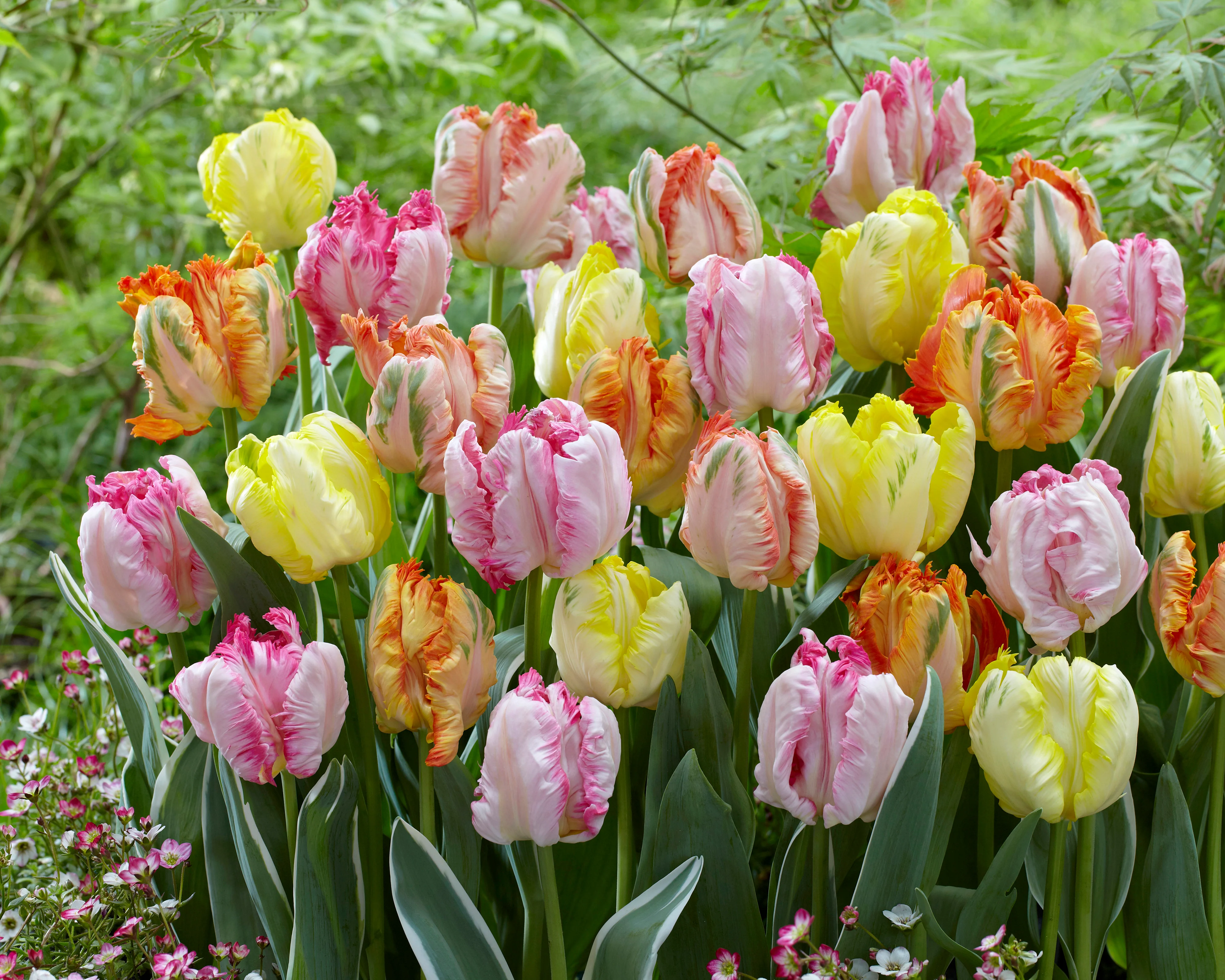 Tulip collection 'Pastel Parrots' - Image 6