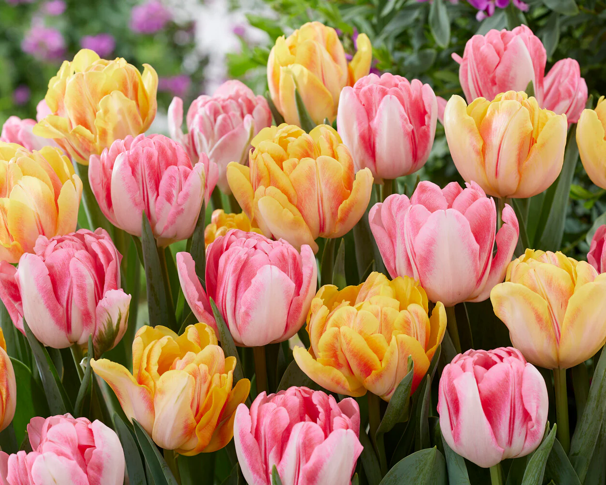Tulip collection 'Peach Passion' - Image 3