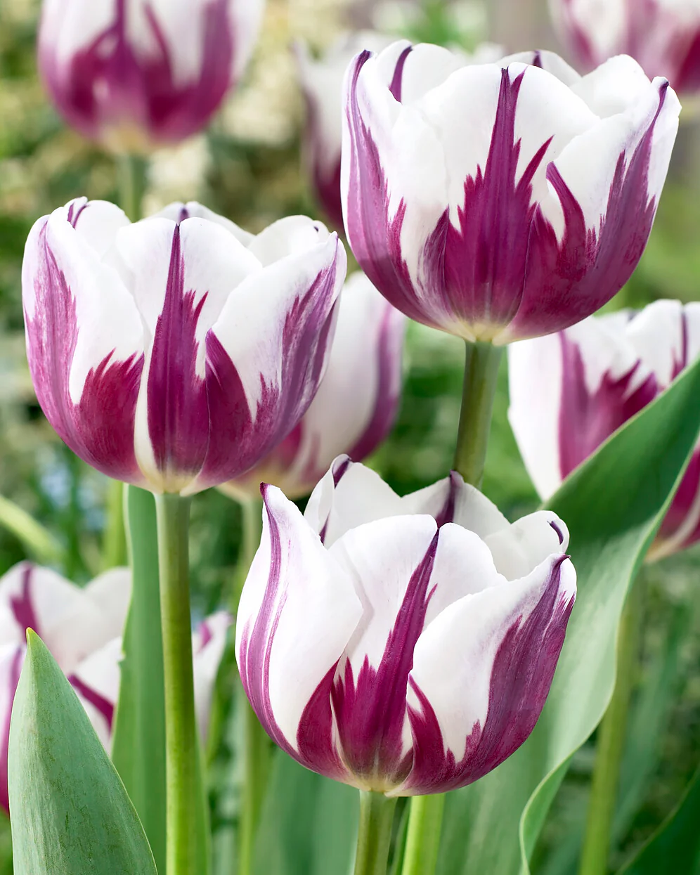 Tulip collection 'Rembrandt's Strokes' - Image 2