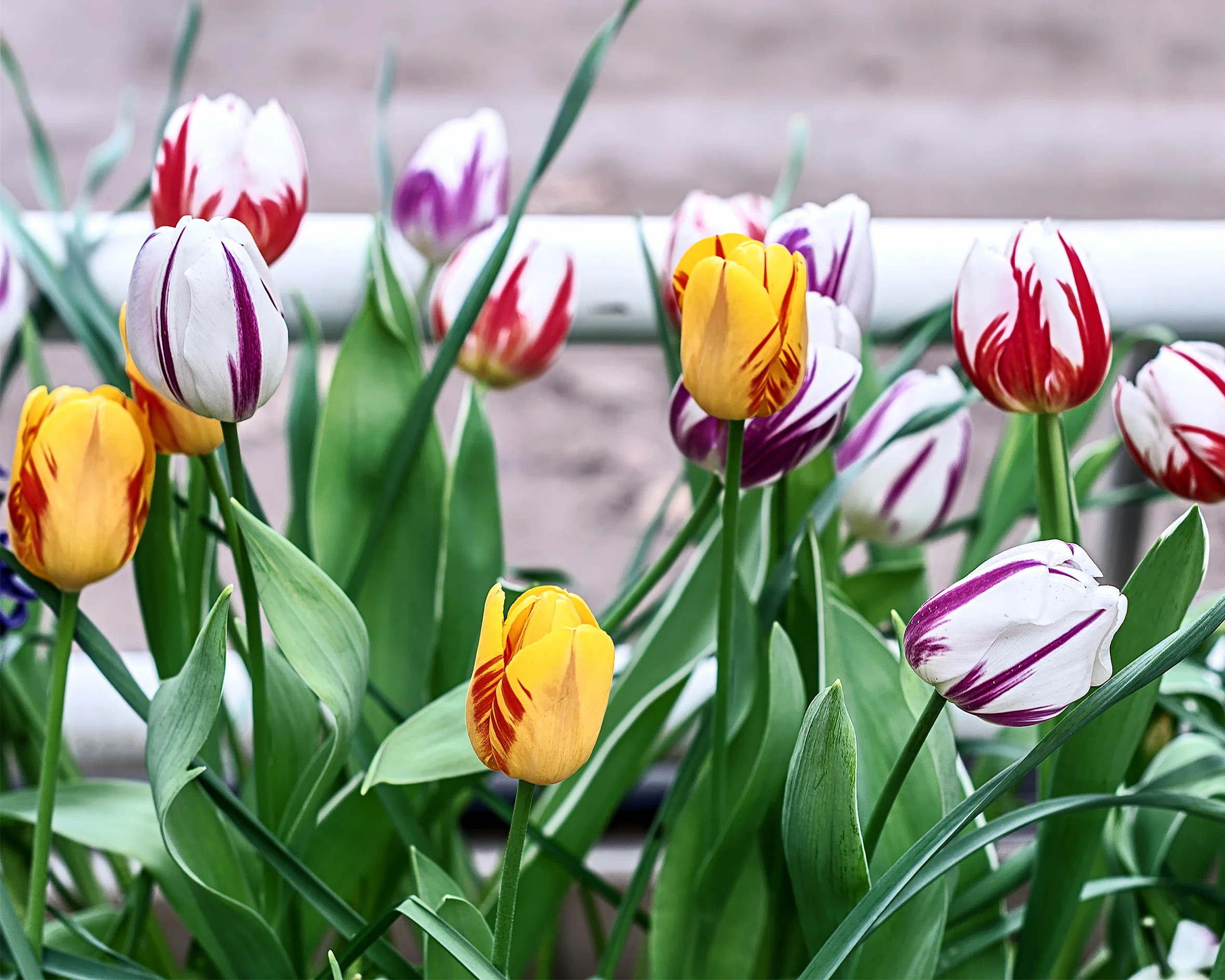 Tulip collection 'Rembrandt's Strokes' - Image 3