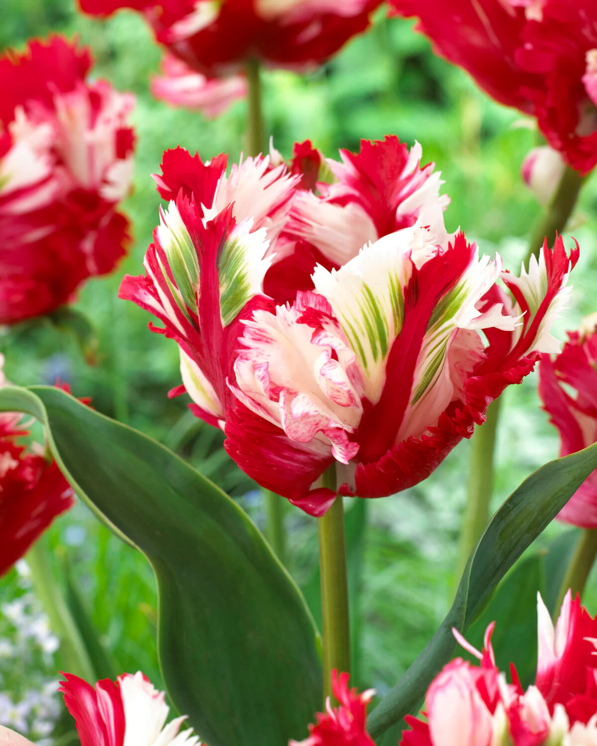 Tulip collection 'Rembrandt's Strokes' - Image 4