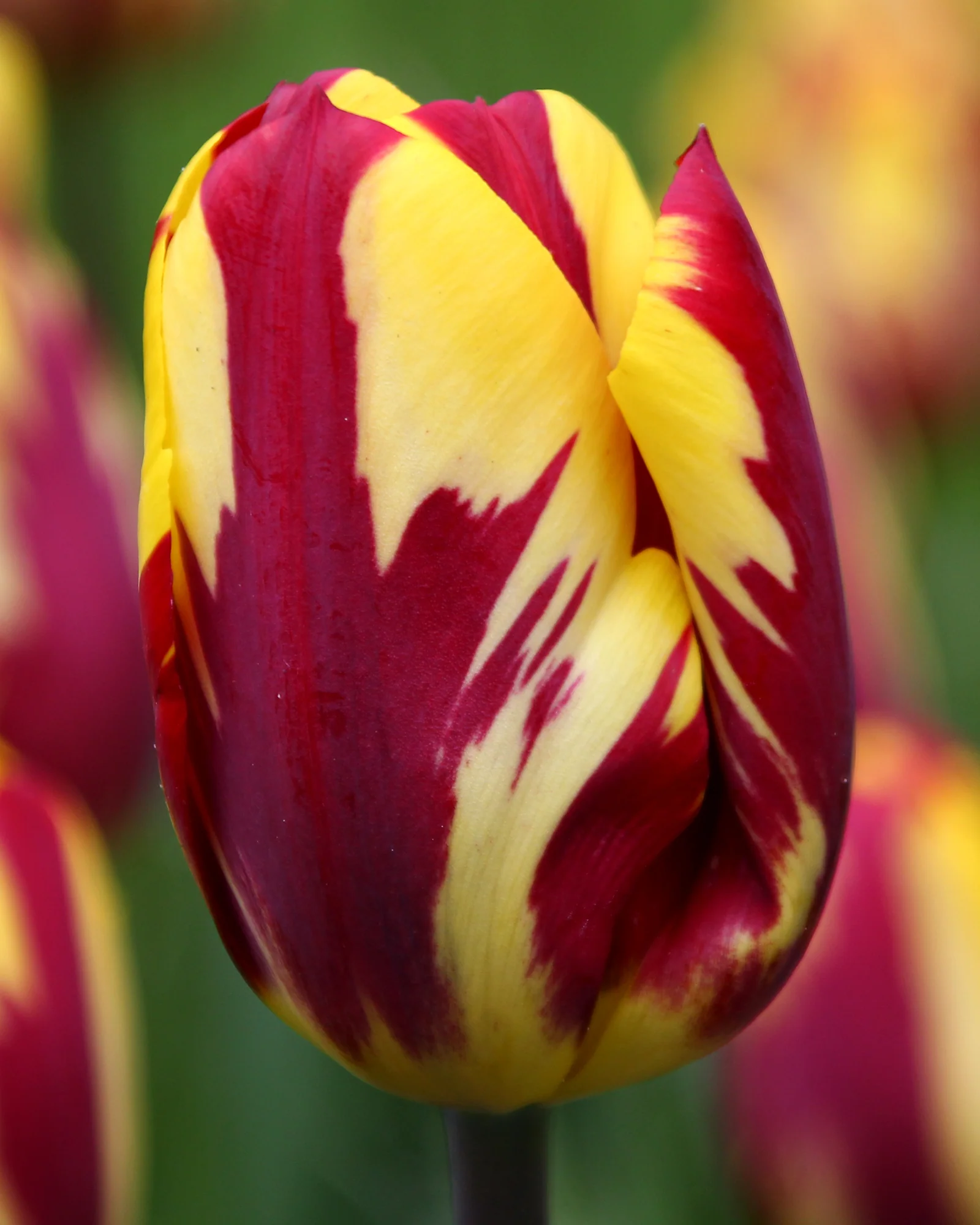Tulip collection 'Rembrandt's Strokes' - Image 6