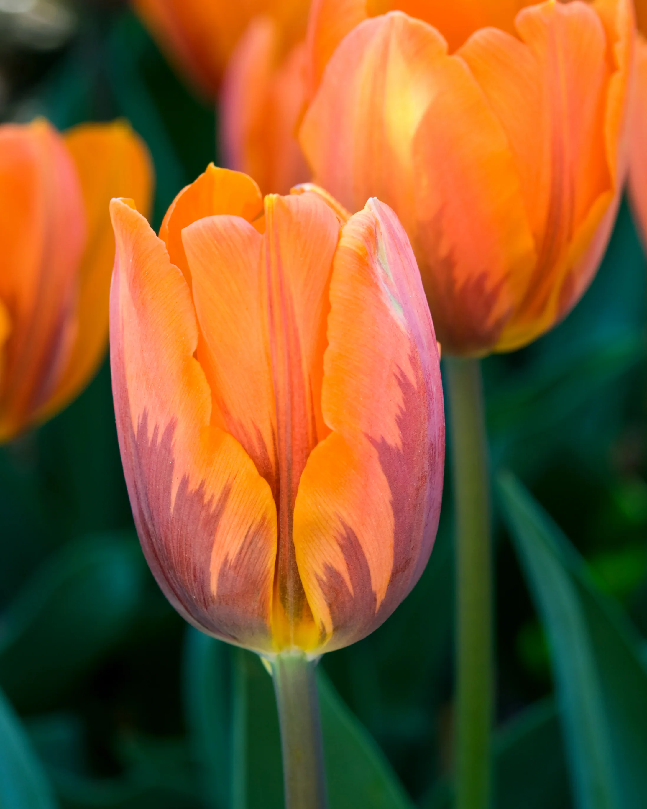Tulip collection 'Rembrandt's Strokes' - Image 7