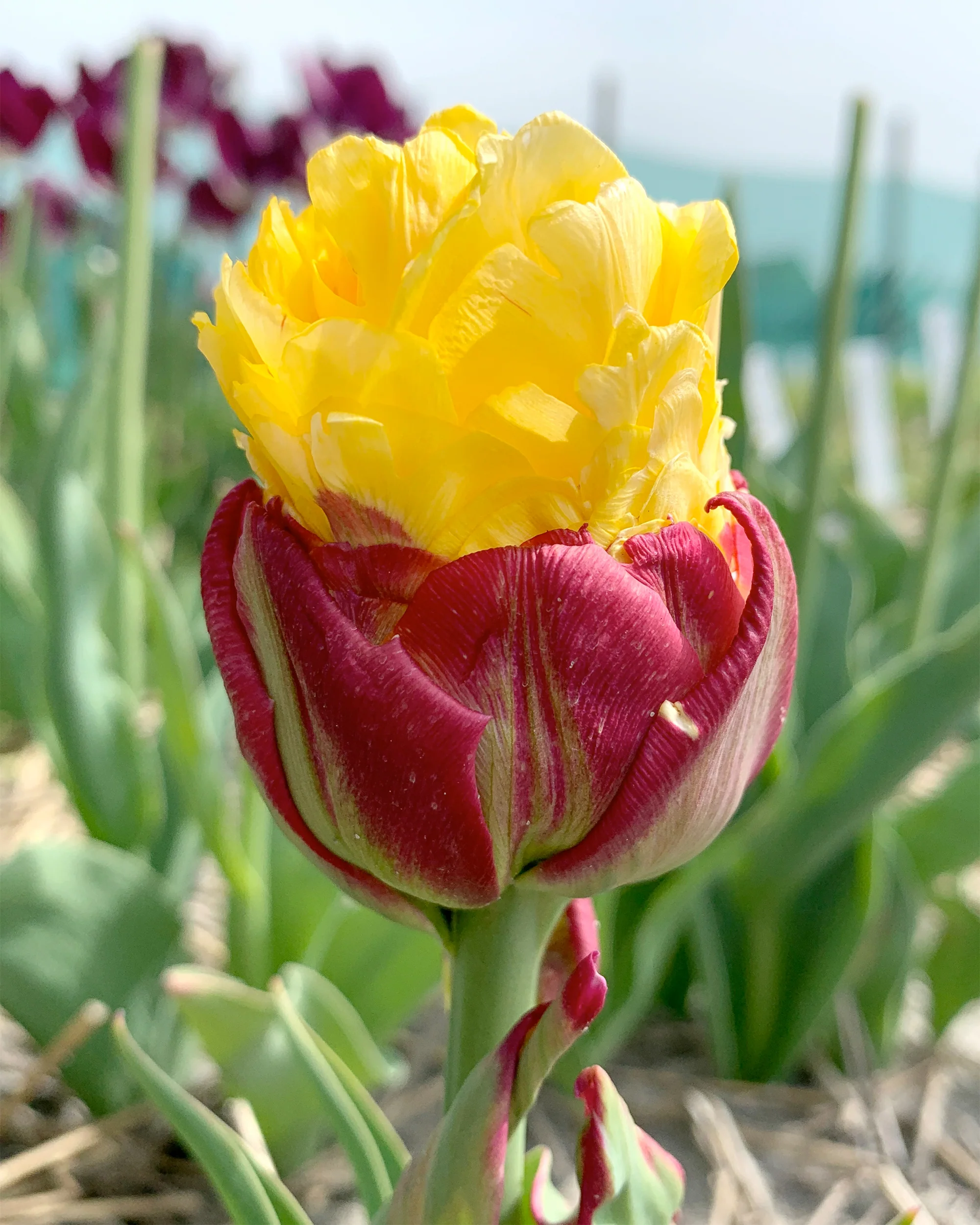Tulip collection 'Sorbetto' - Image 3
