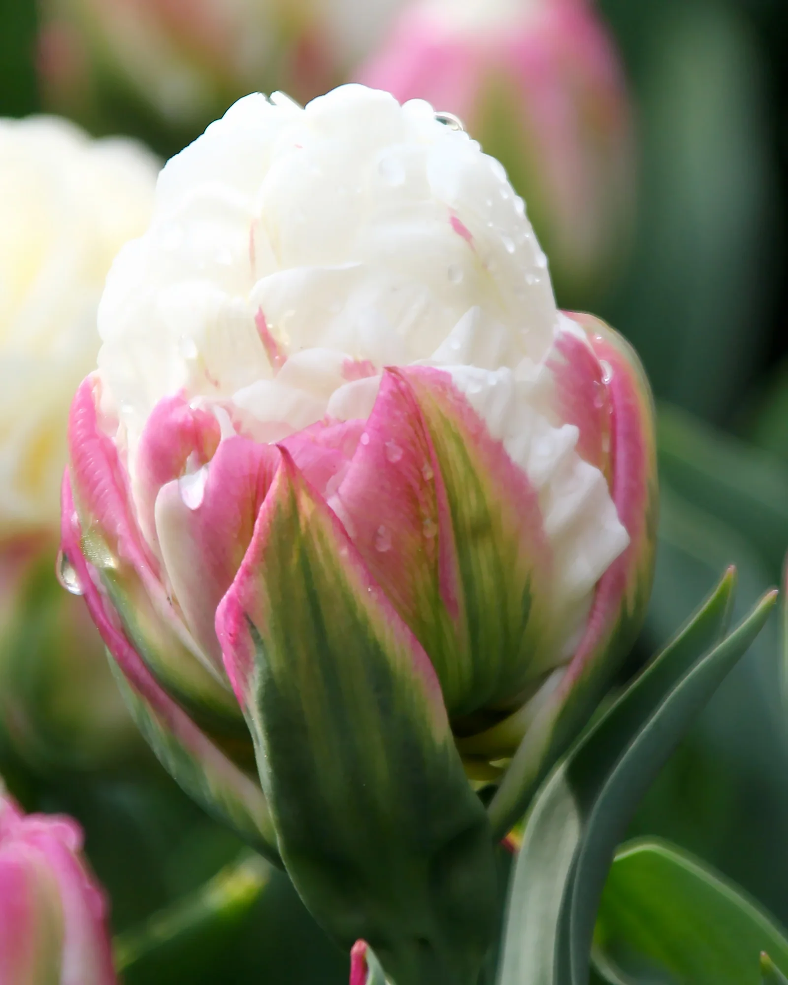 Tulip collection 'Sorbetto' - Image 4