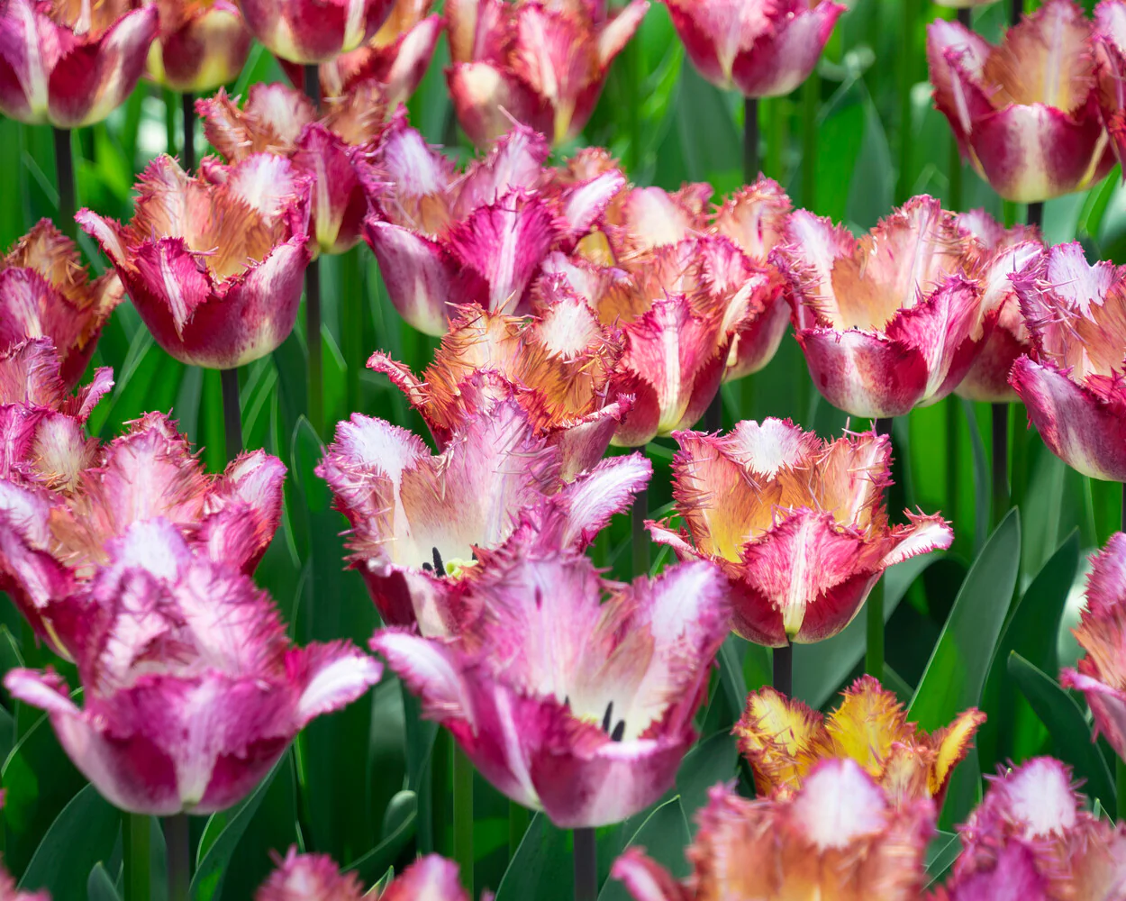 Tulip 'Colour Fusion' - Image 2