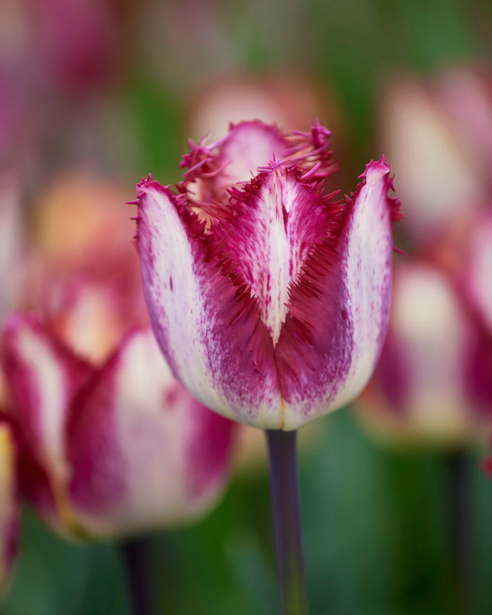 Tulip 'Colour Fusion' - Image 3
